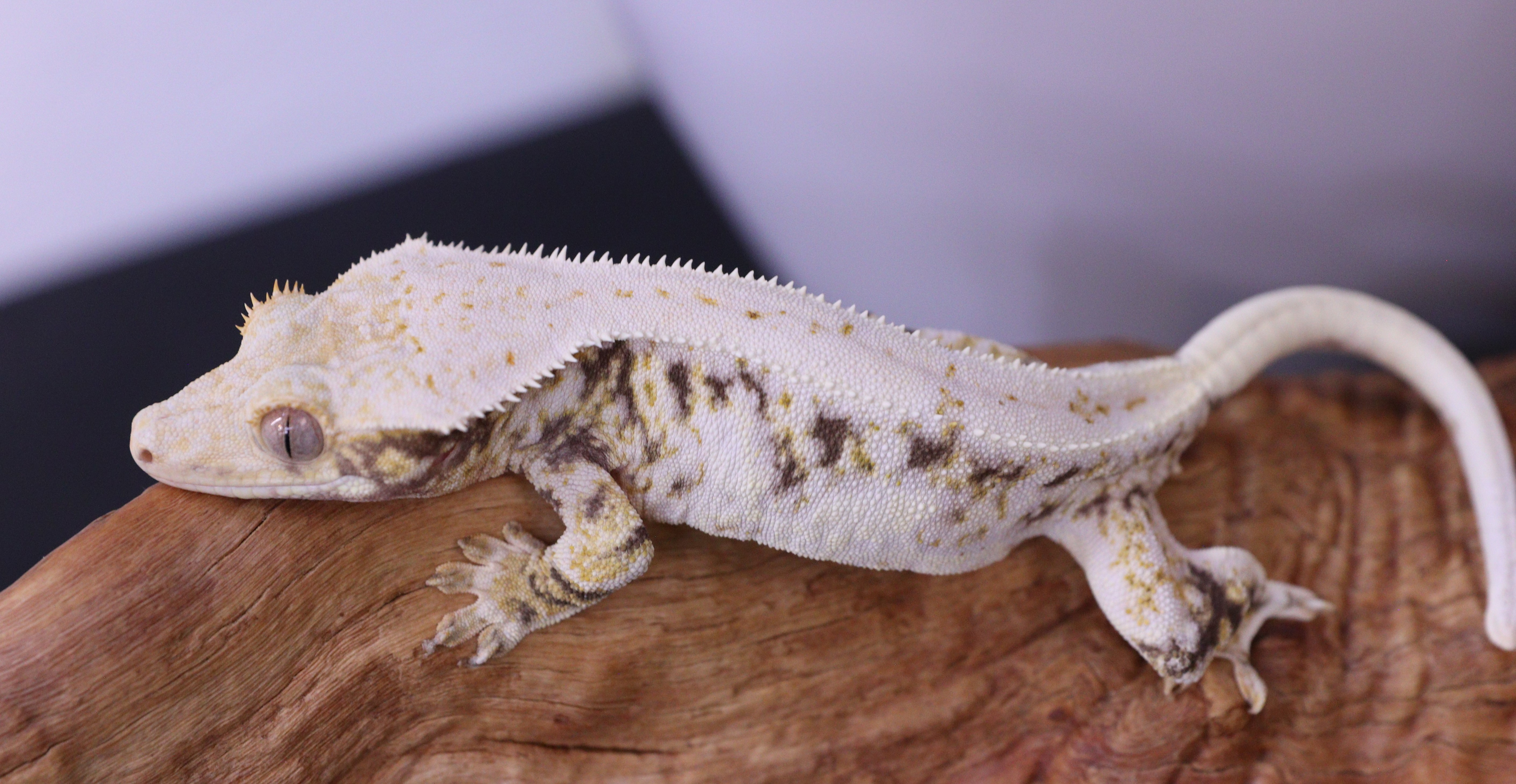 White Walker x Rosa — photo 1