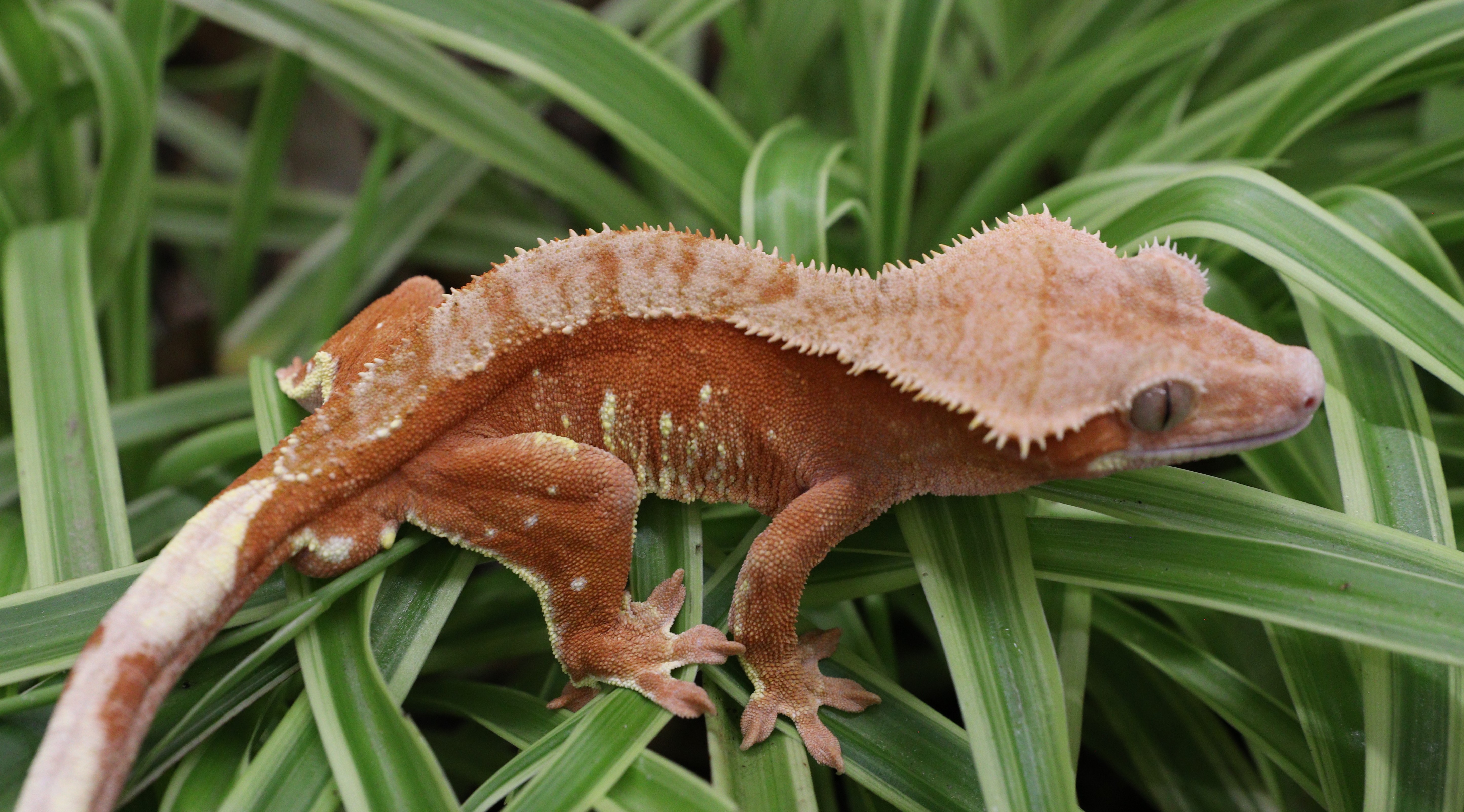 Charizard — photo 5