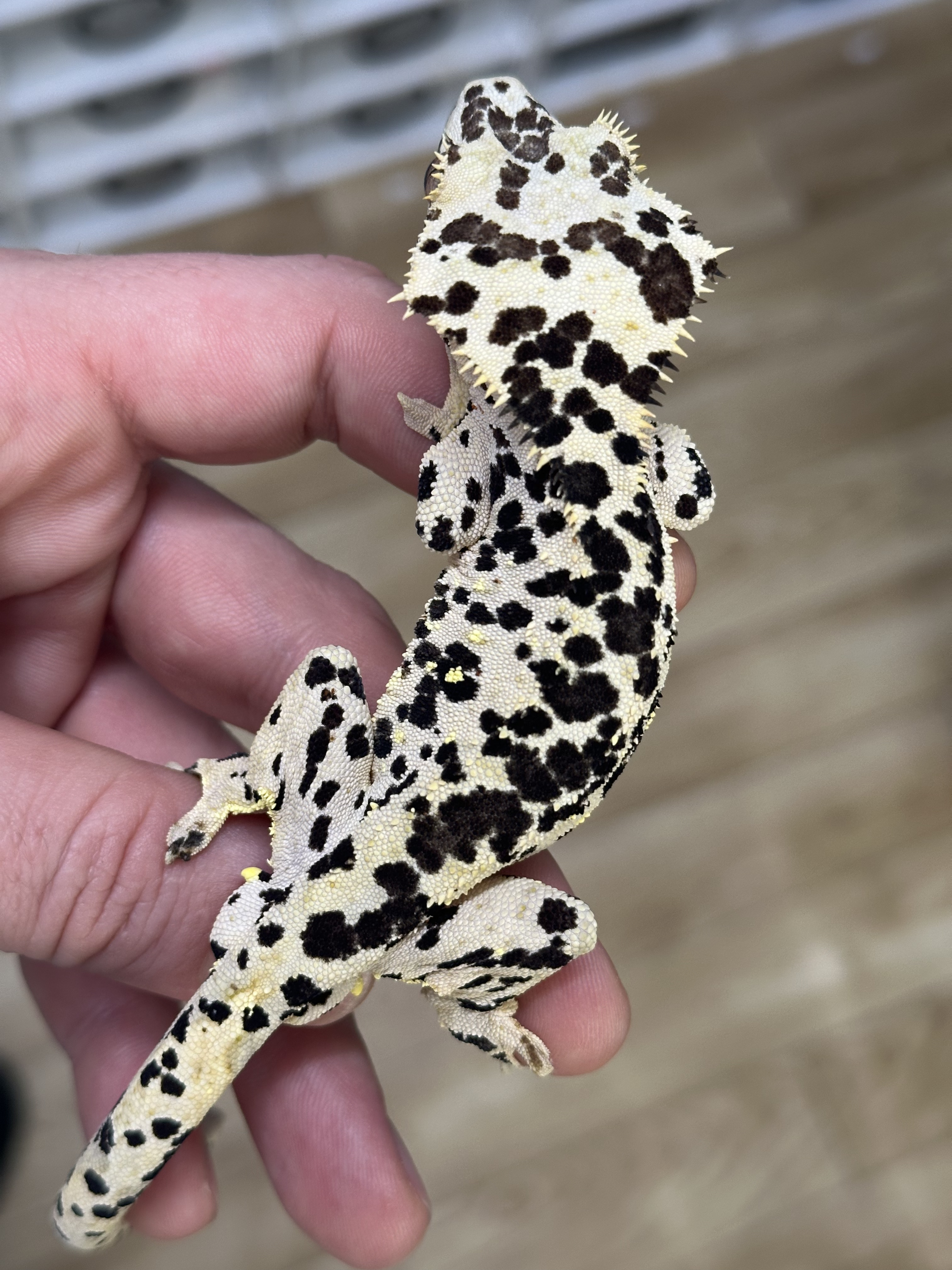 Cheetah x Bullseye Jr — photo 5