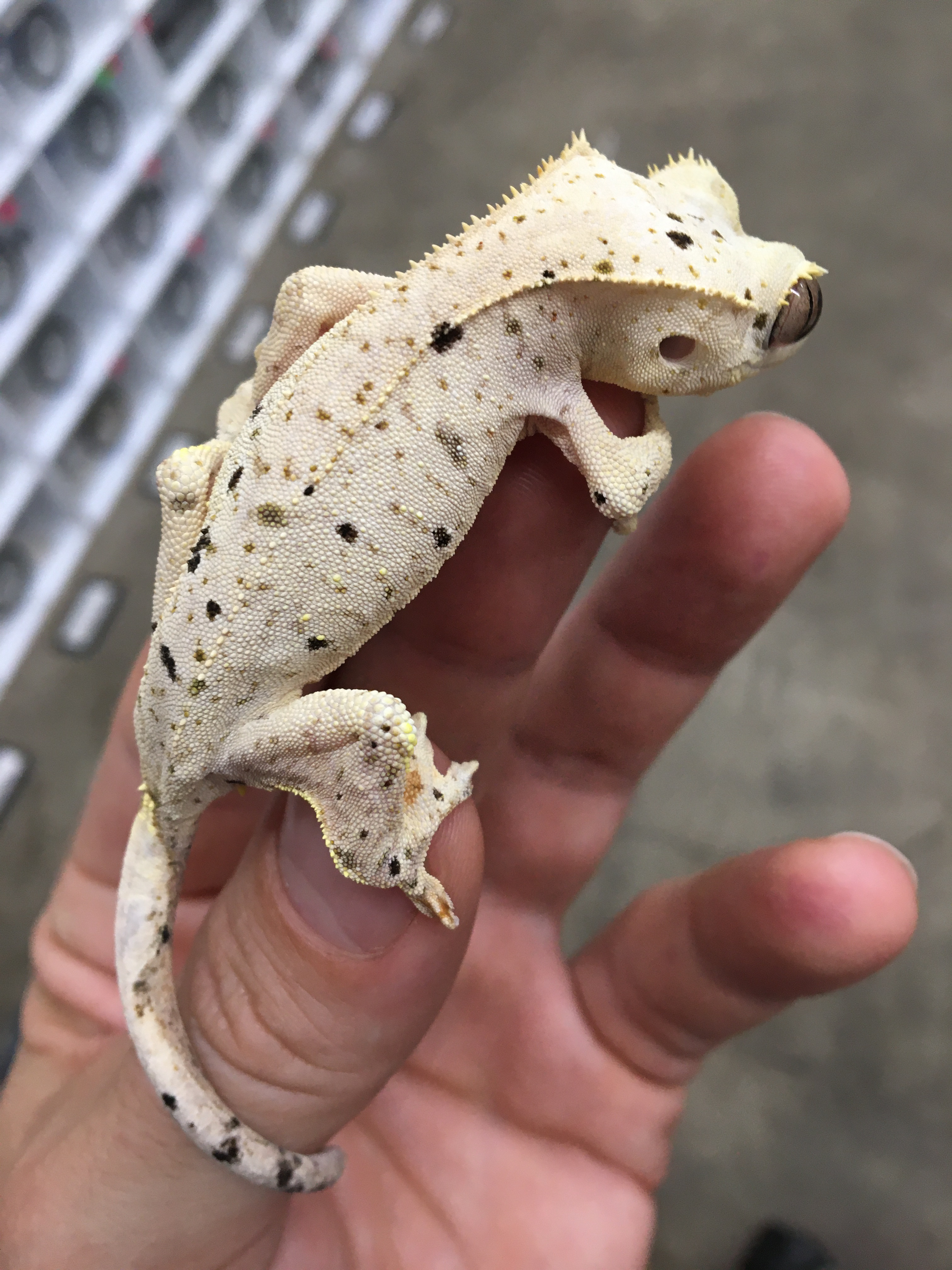 Pale Base Dalmatian - Bullseye line — photo 5