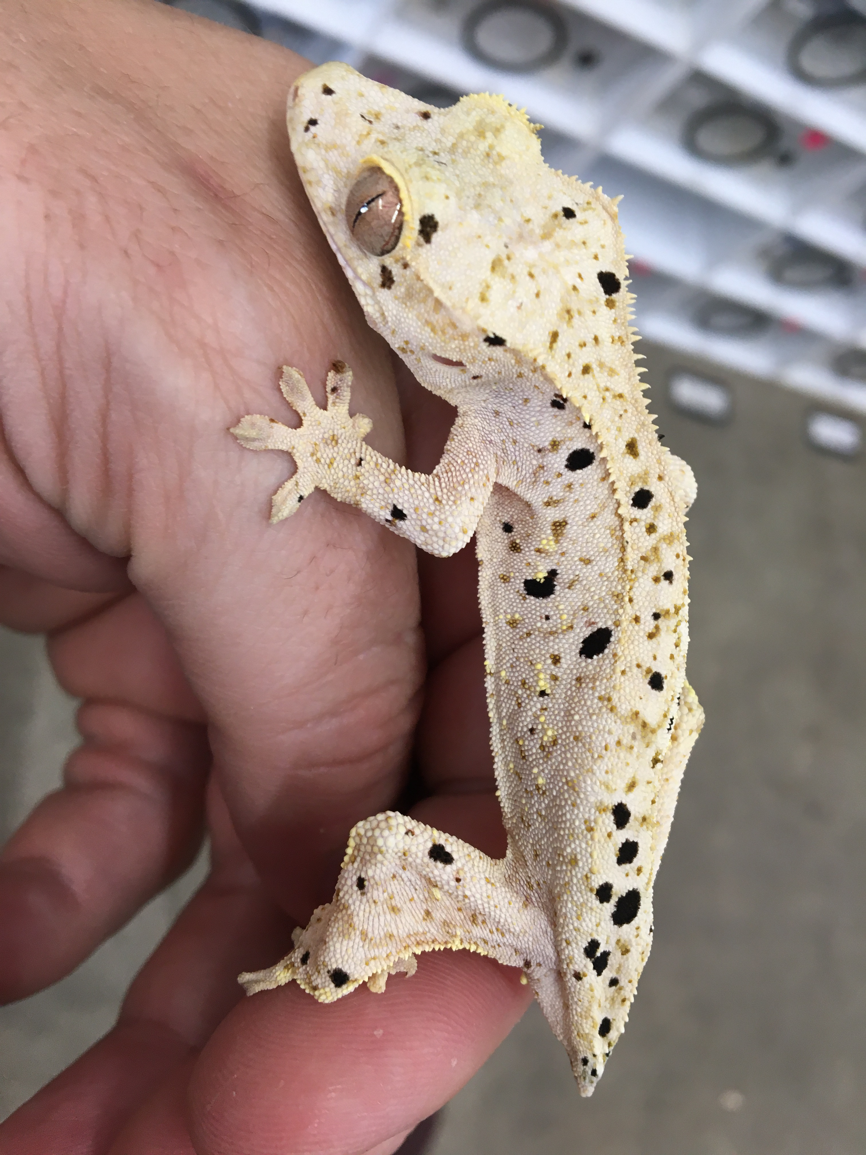 Pale base Dalmatian — photo 5