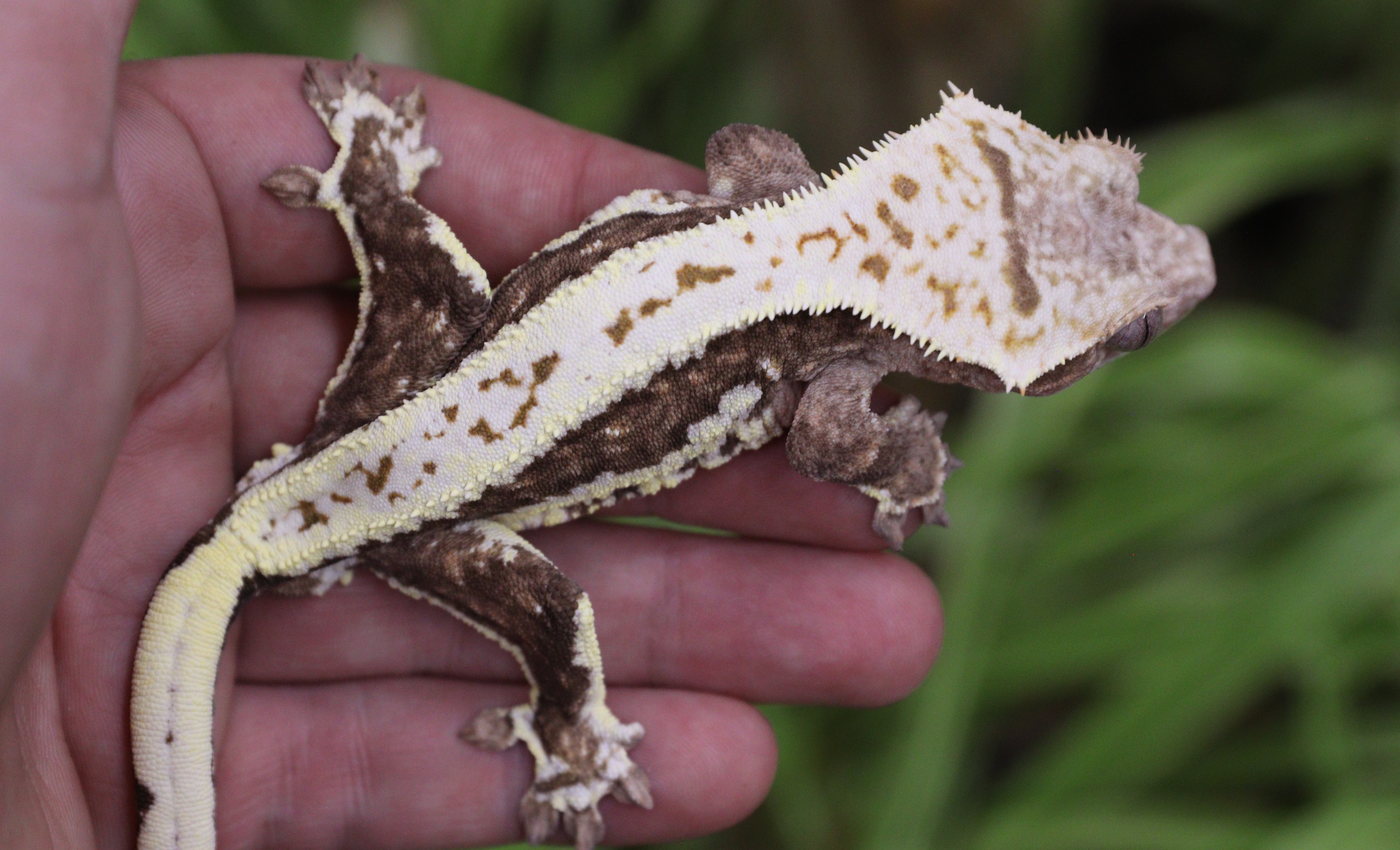 Lilly Het Charcoal Phantom — photo 2