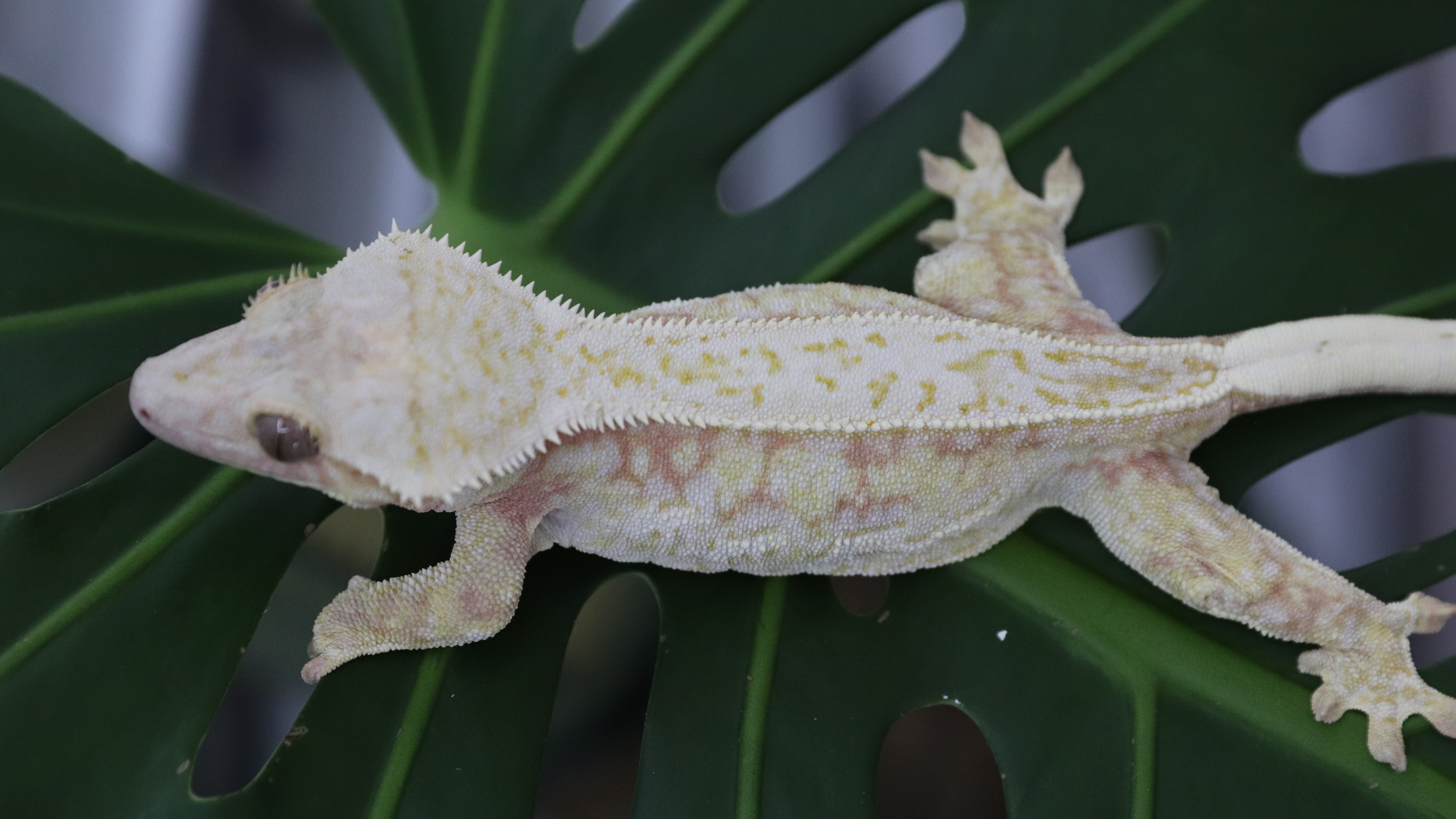 Xena x Khan - Shatter Pinstripe — photo 11