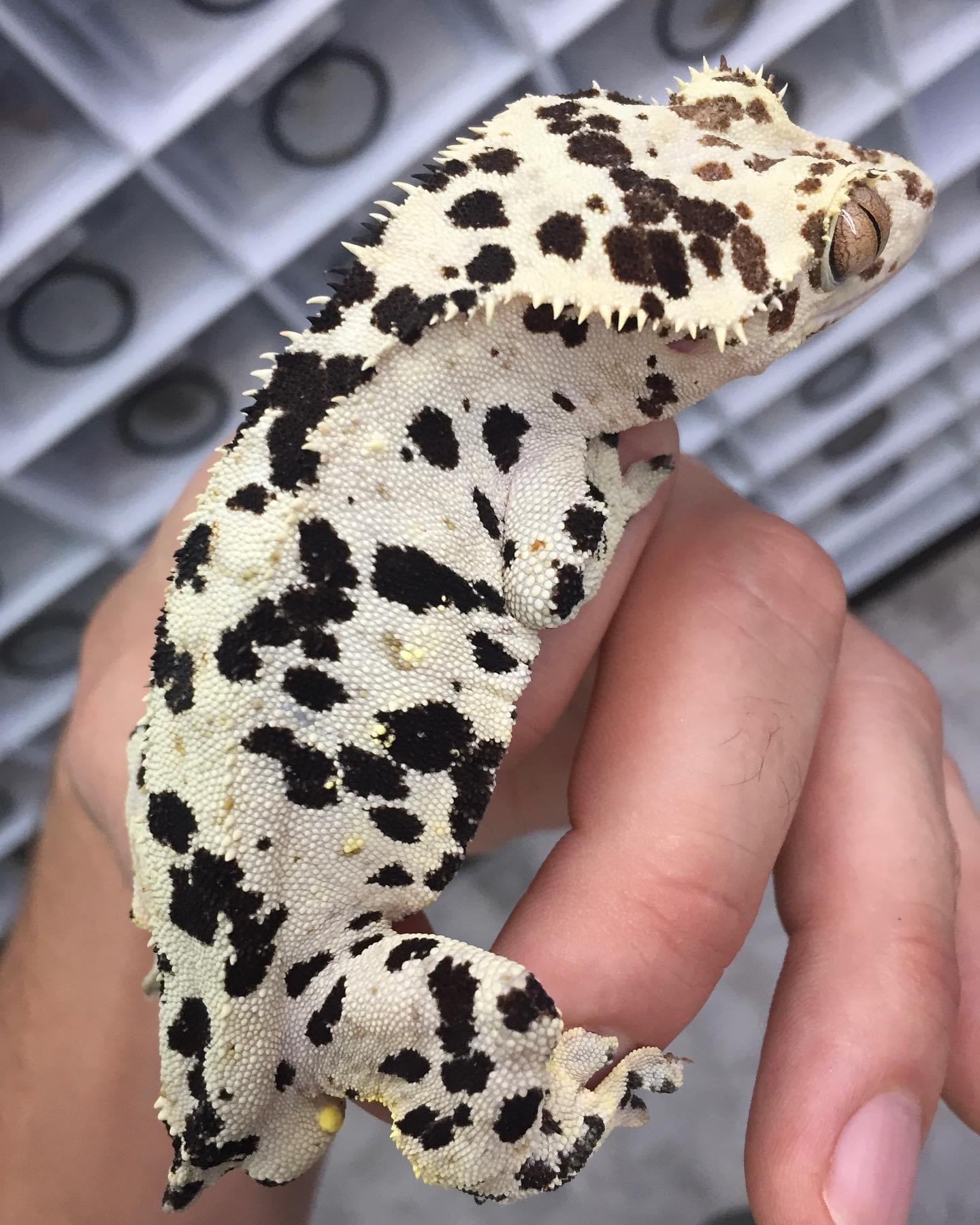 Pale Base Dalmatian - Bullseye line — photo 7