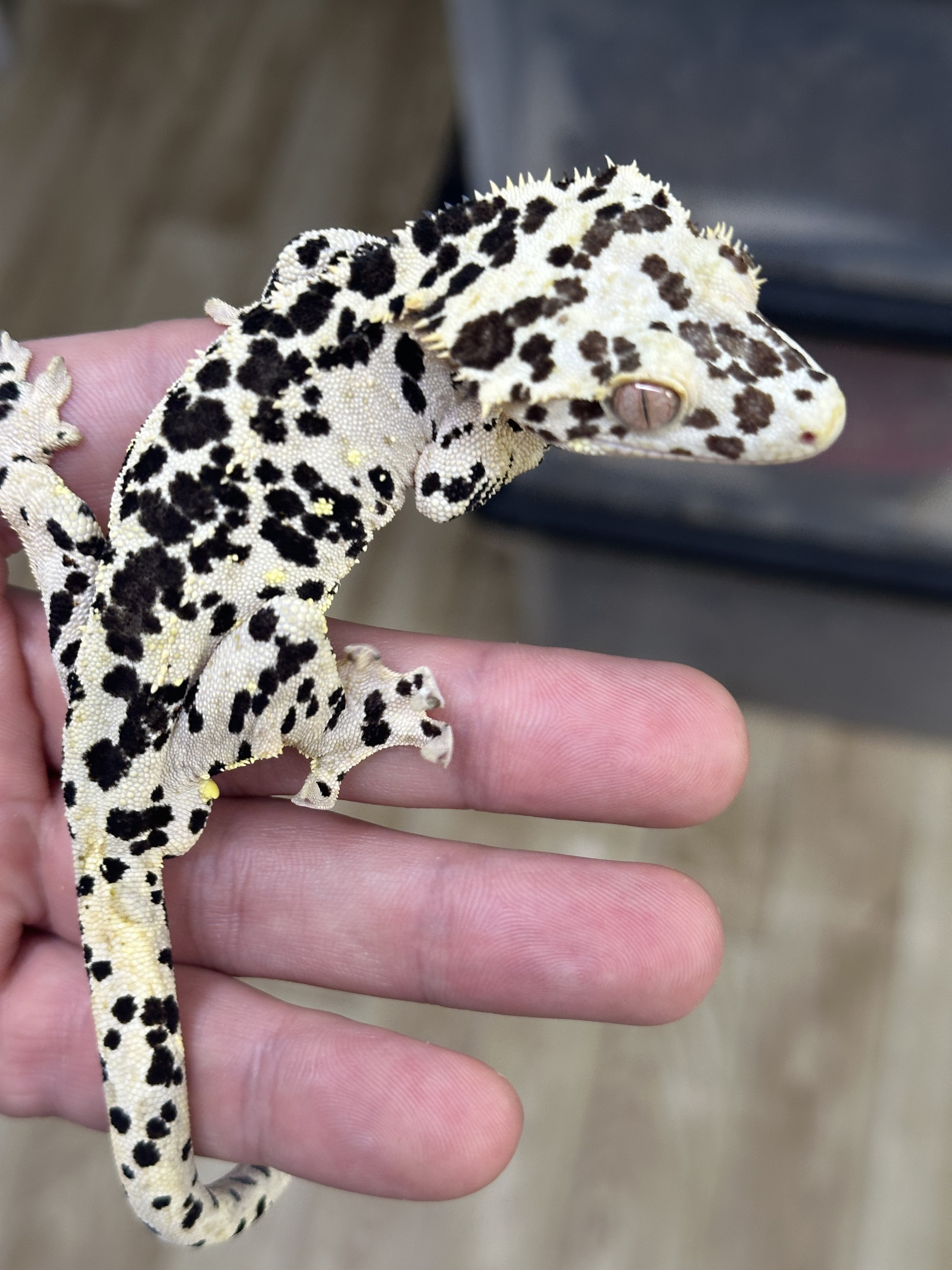 Cheetah x Bullseye Jr — photo 6