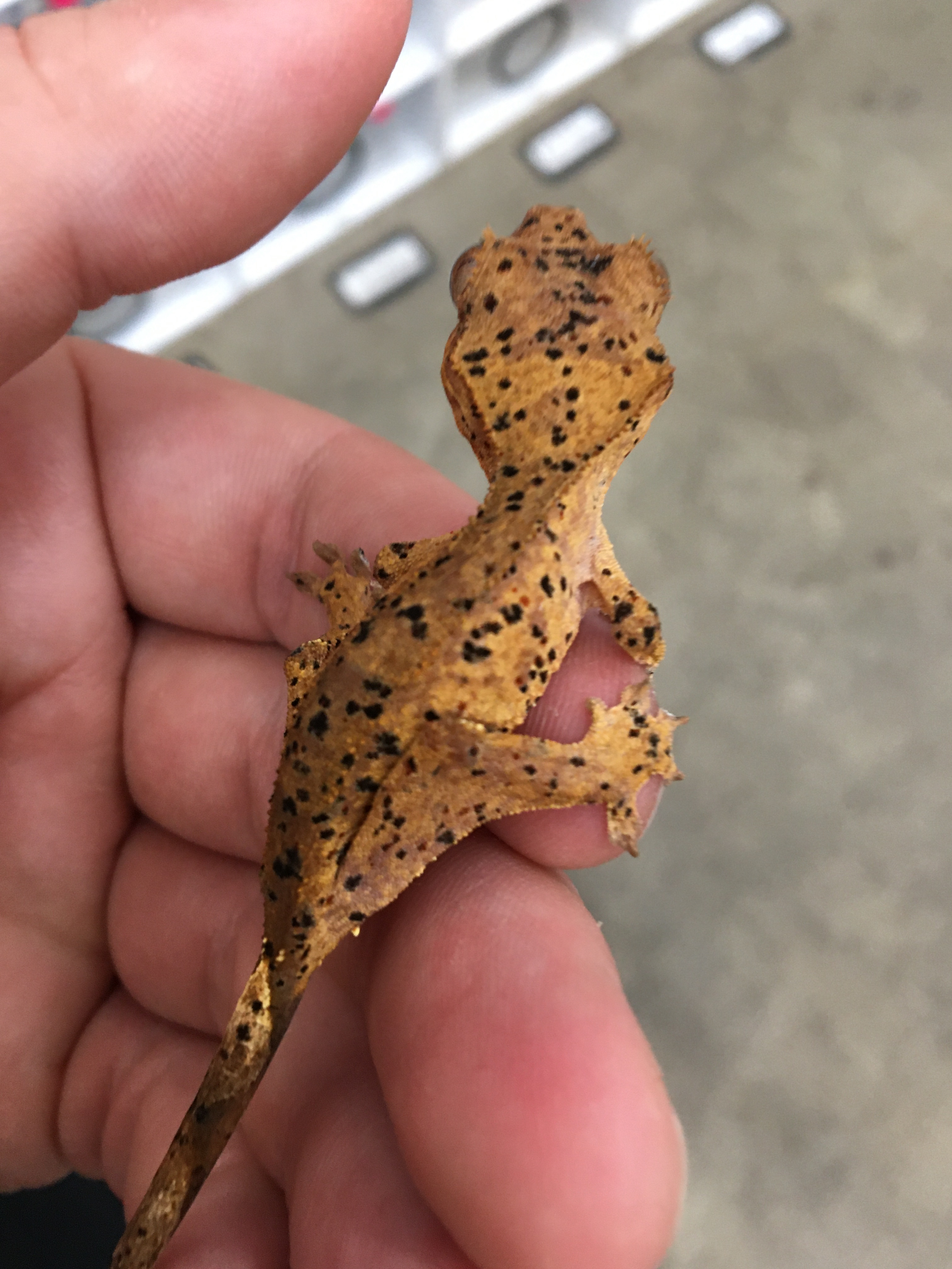 Cheetah x Mike — photo 4