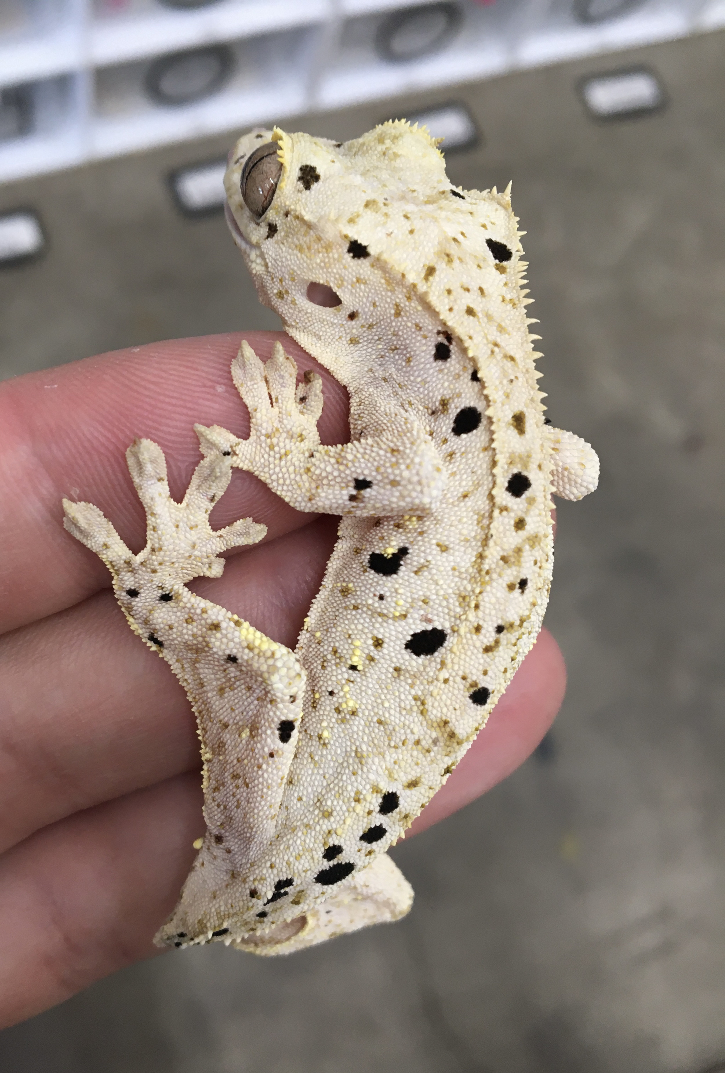 Pale base Dalmatian — photo 4