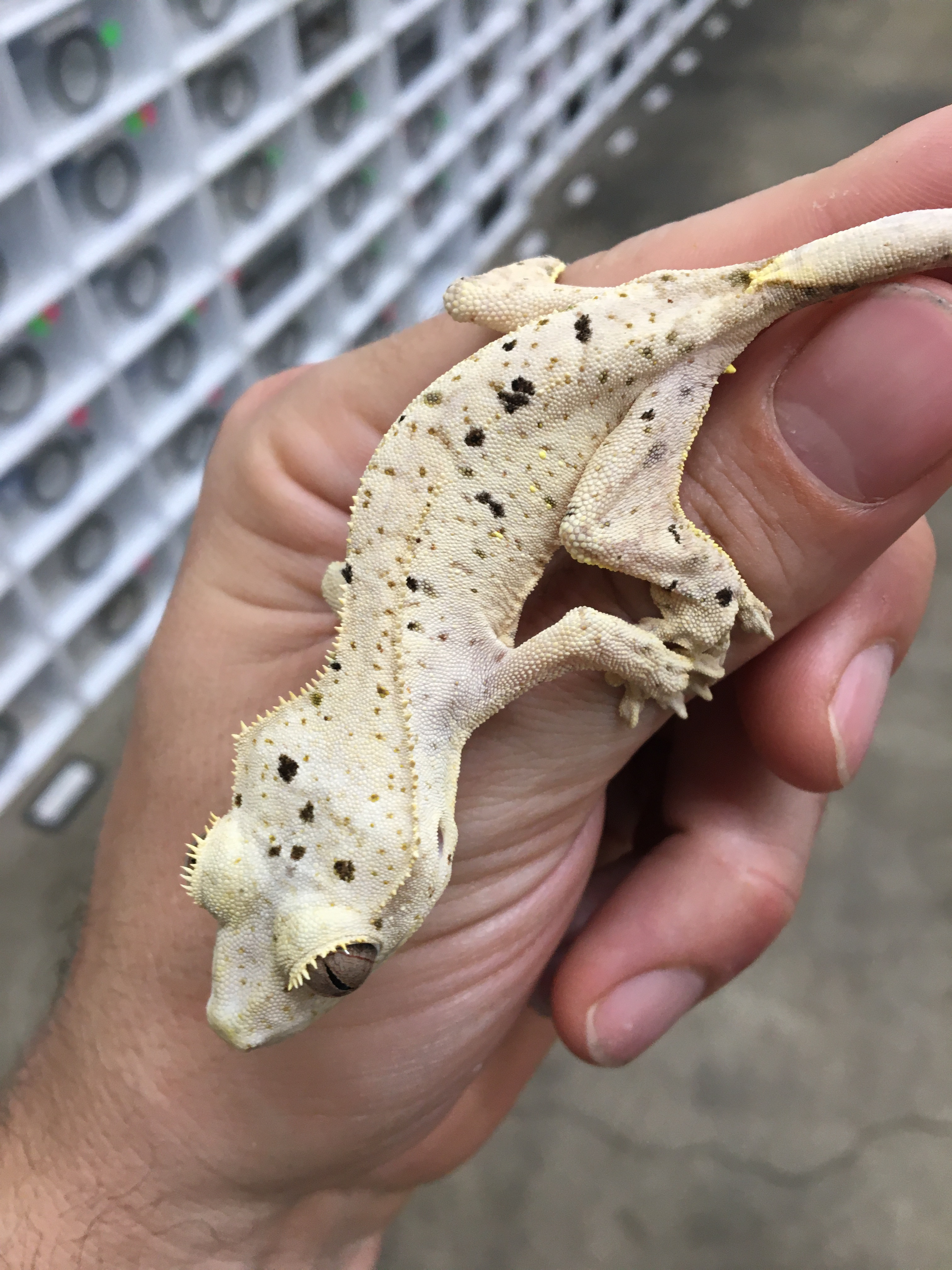 Pale Base Dalmatian - Bullseye line — photo 2