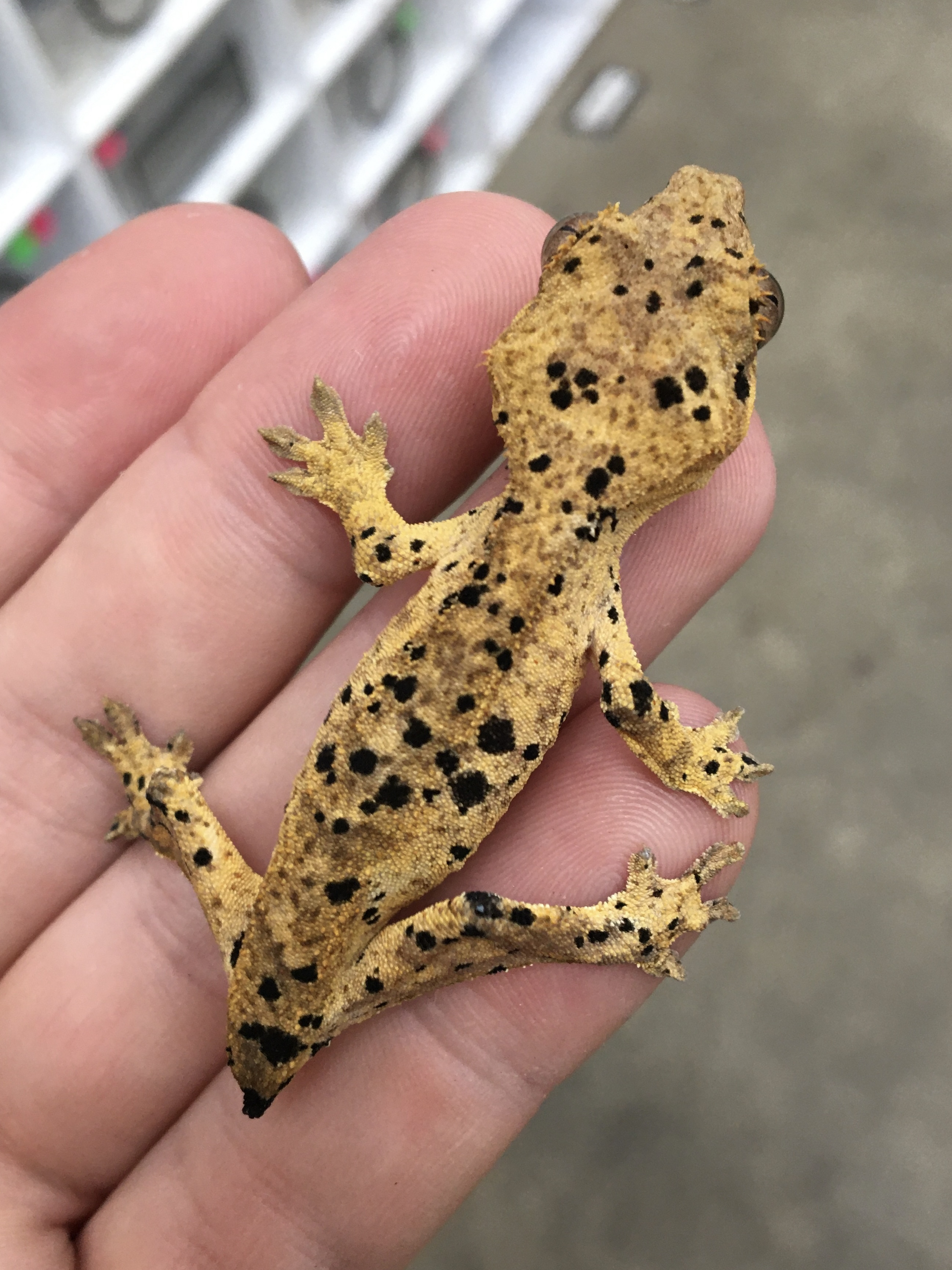 Incredible Dalmatian — photo 1