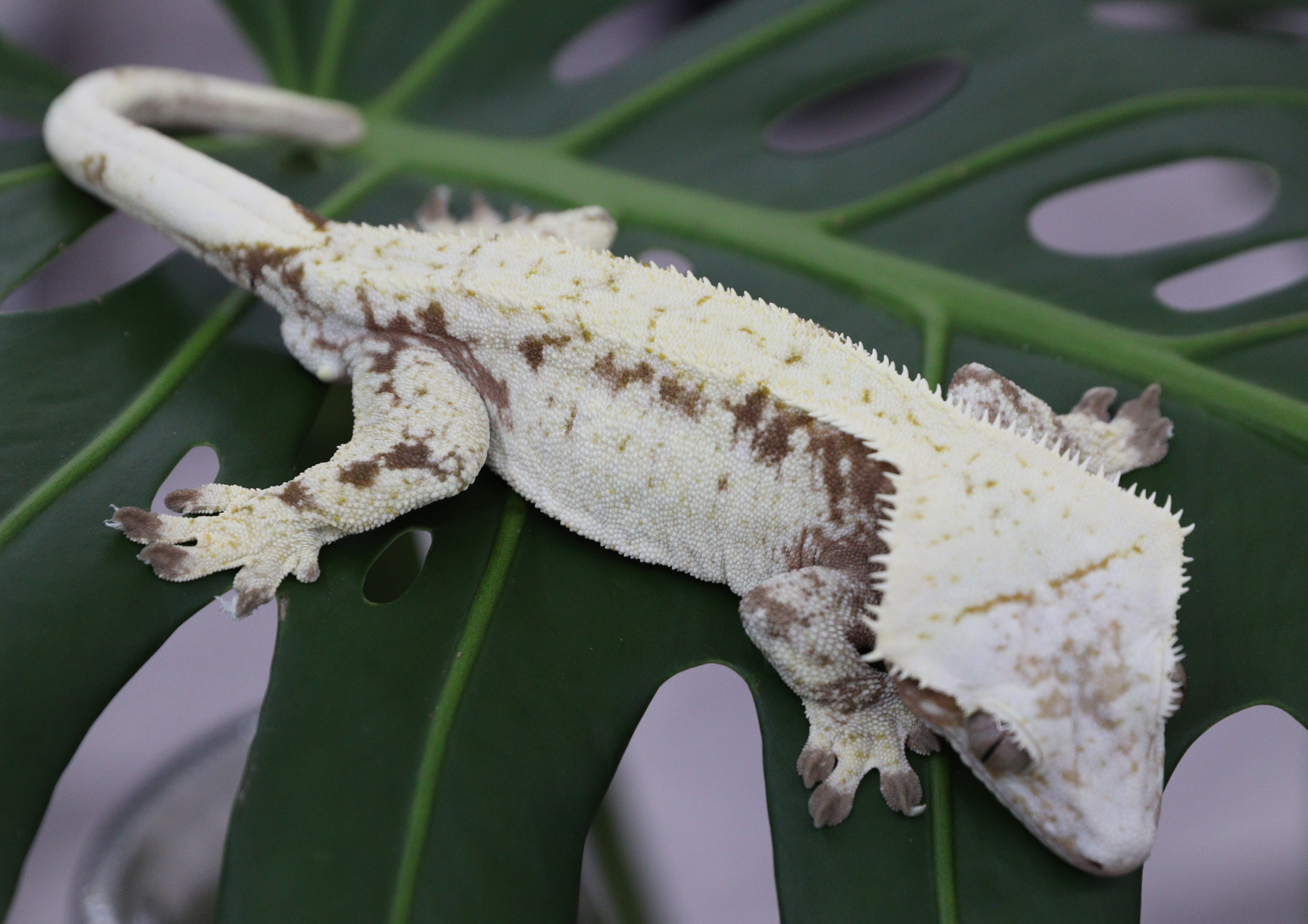 Diego — photo 2