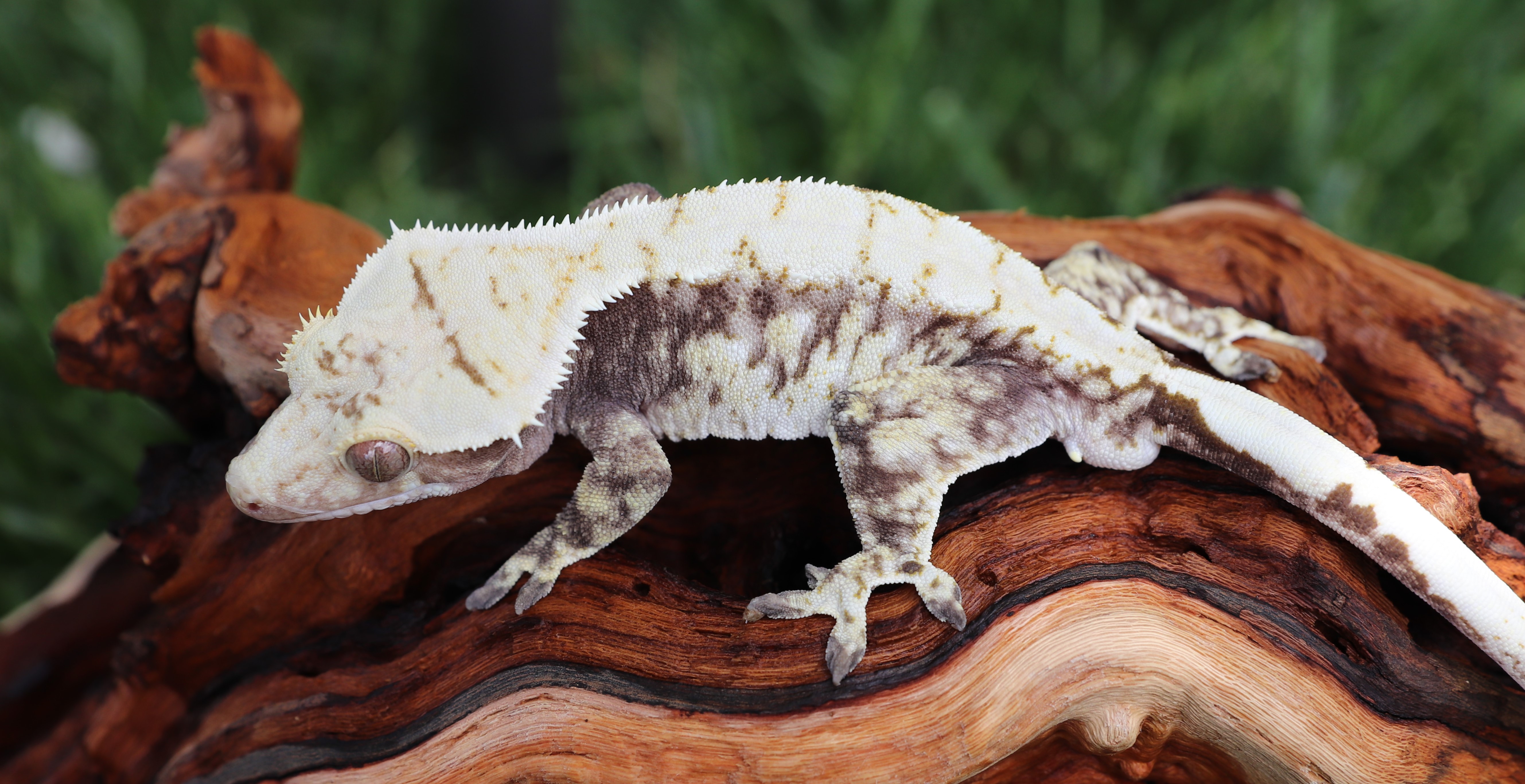 Snow - Katara x Yeti — photo 1