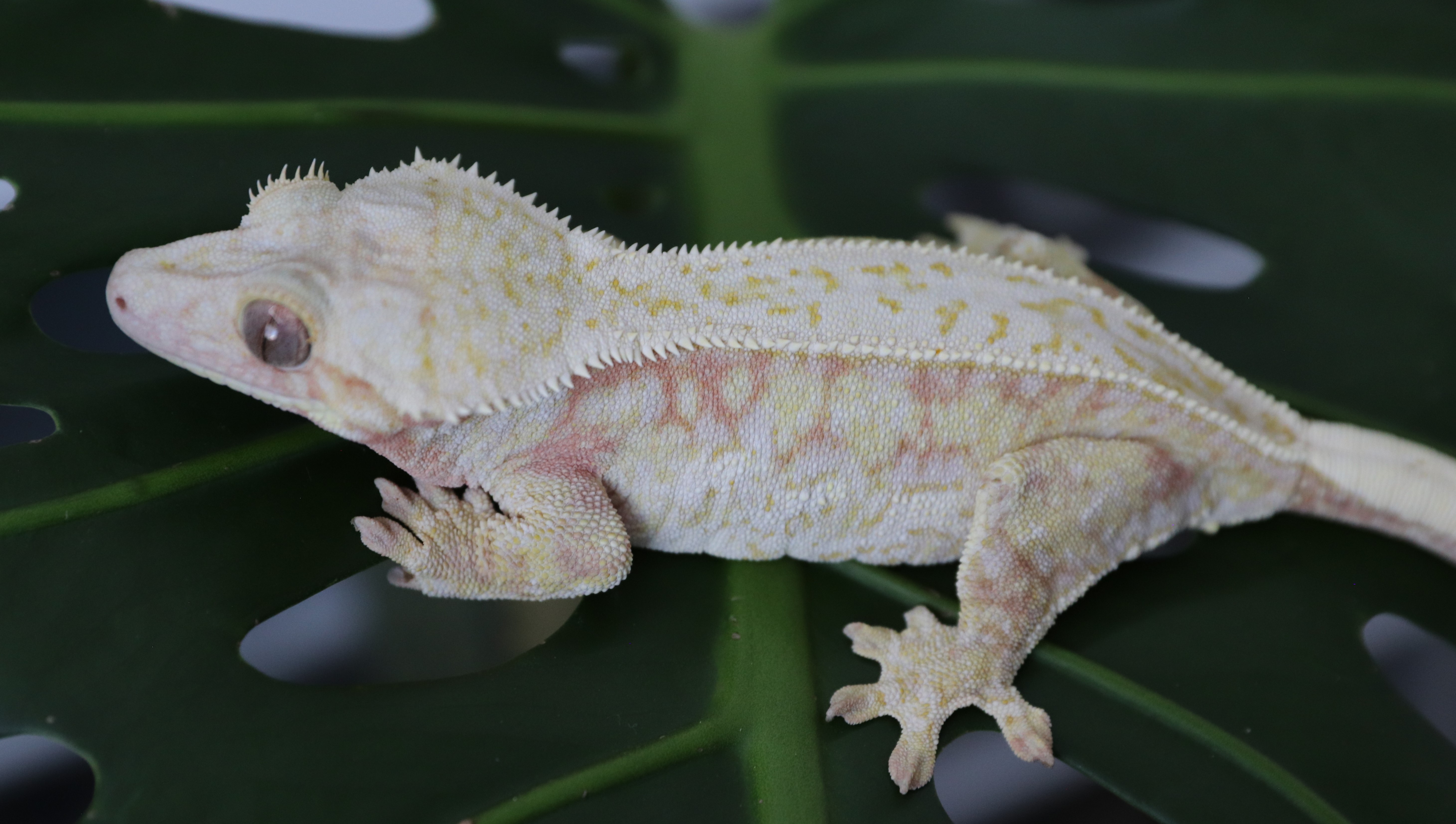 Xena x Khan - Shatter Pinstripe — photo 2
