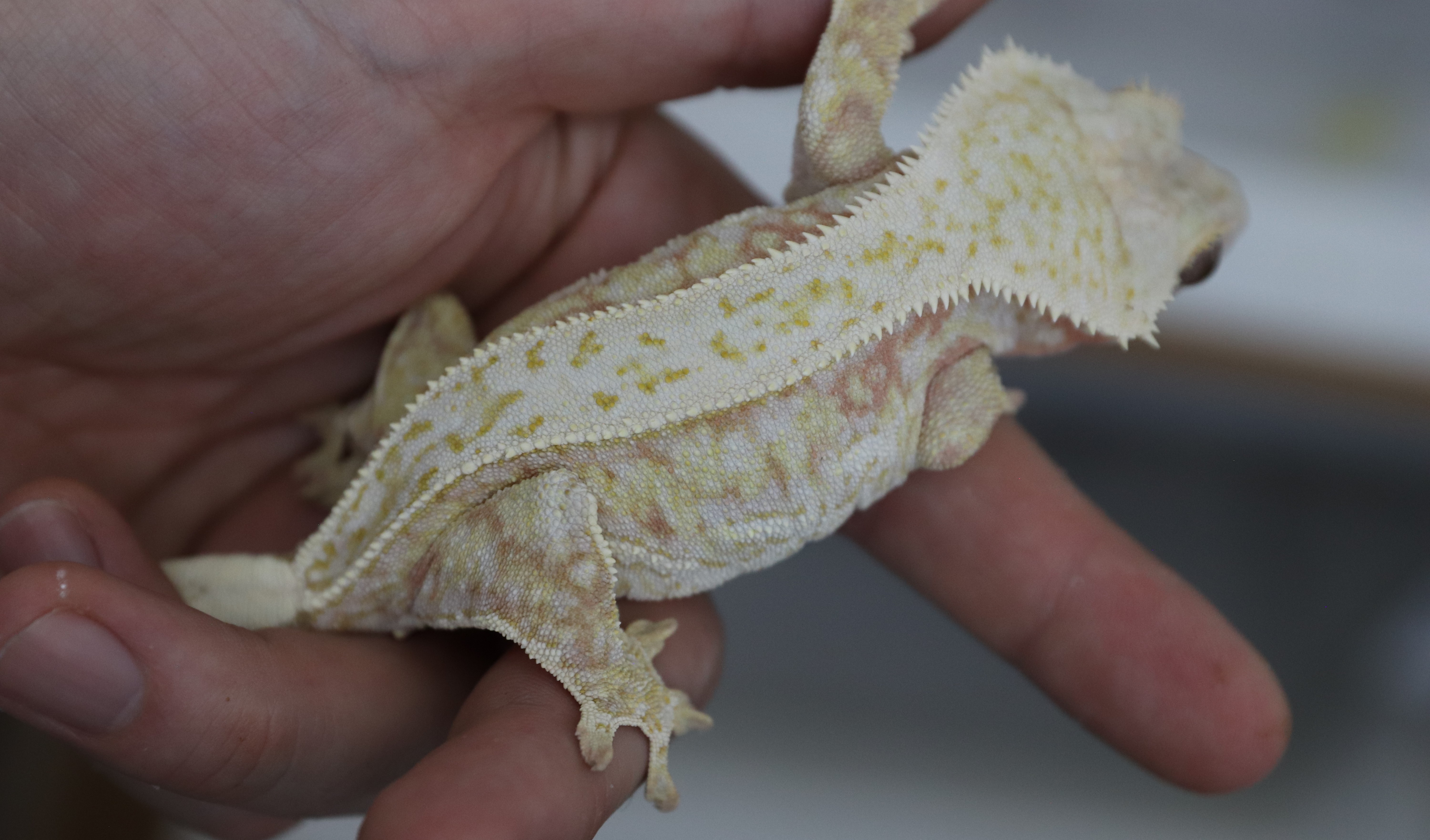 Xena x Khan - Shatter Pinstripe — photo 14