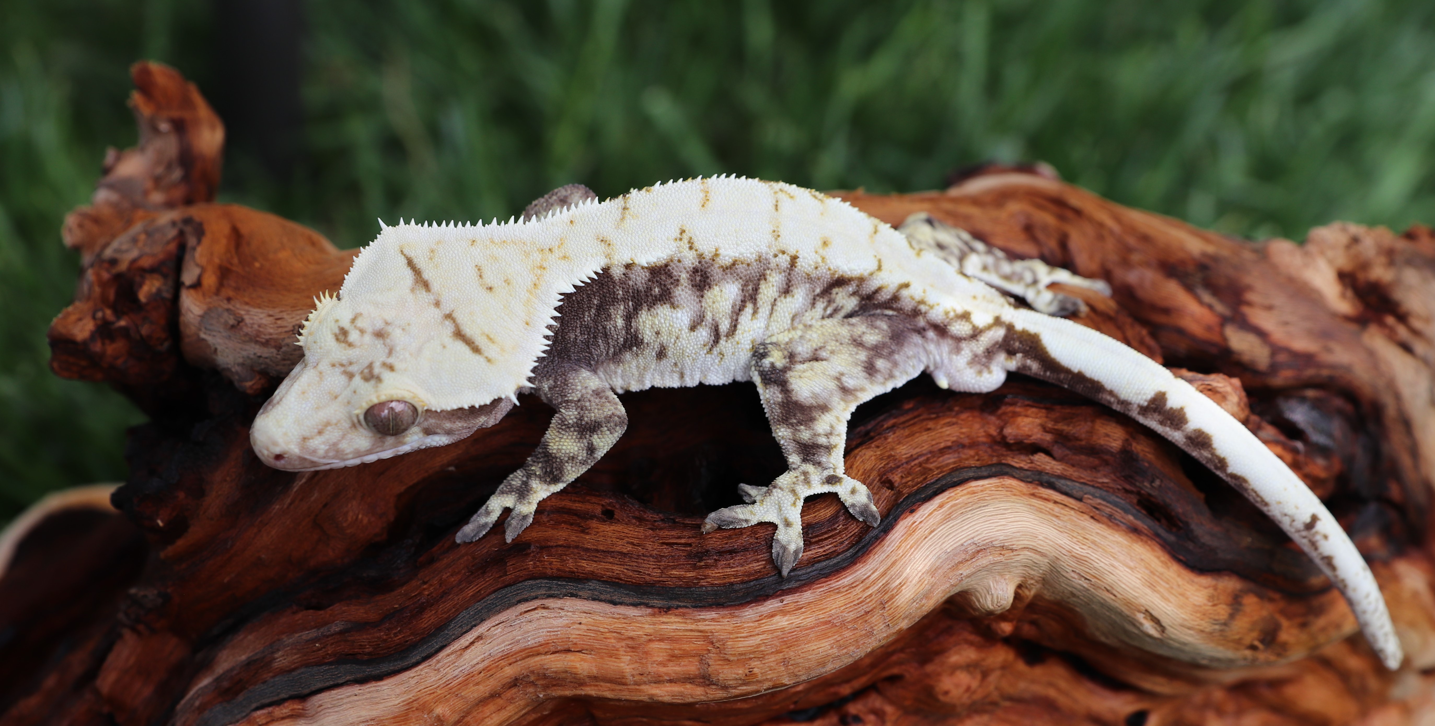 Snow - Katara x Yeti — photo 4
