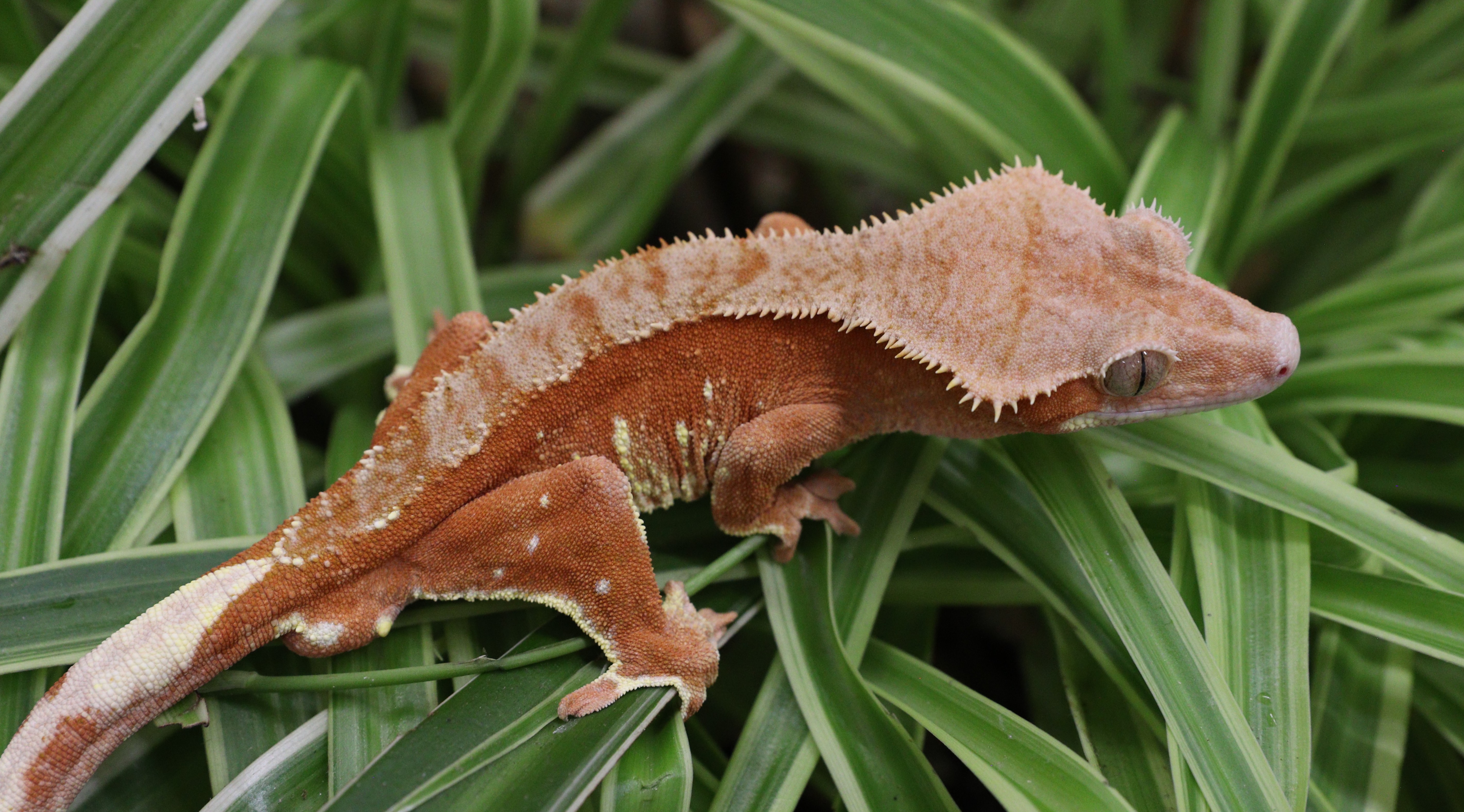 Charizard — photo 4
