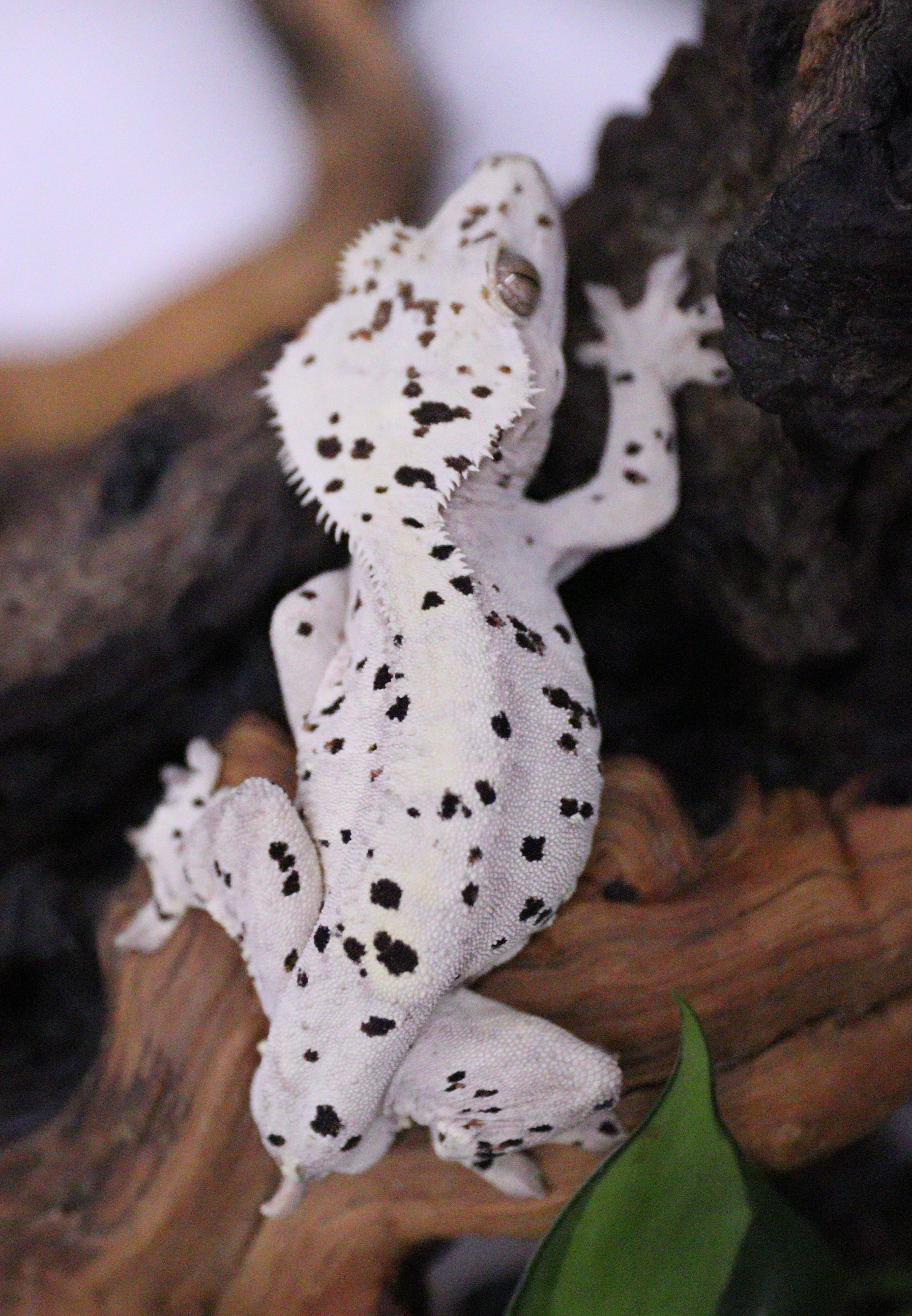 Pongo Jr — photo 1
