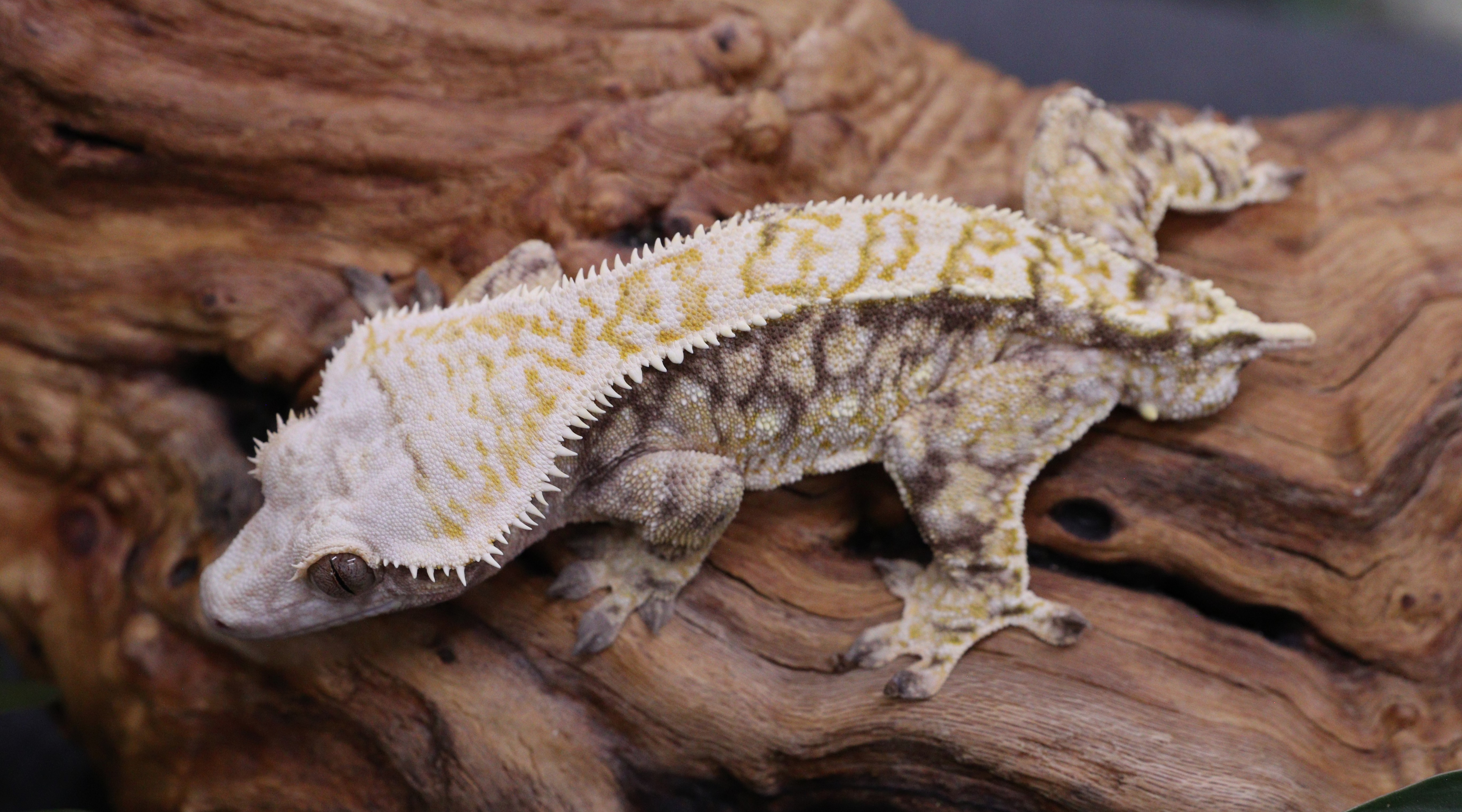 Krypto — photo 10
