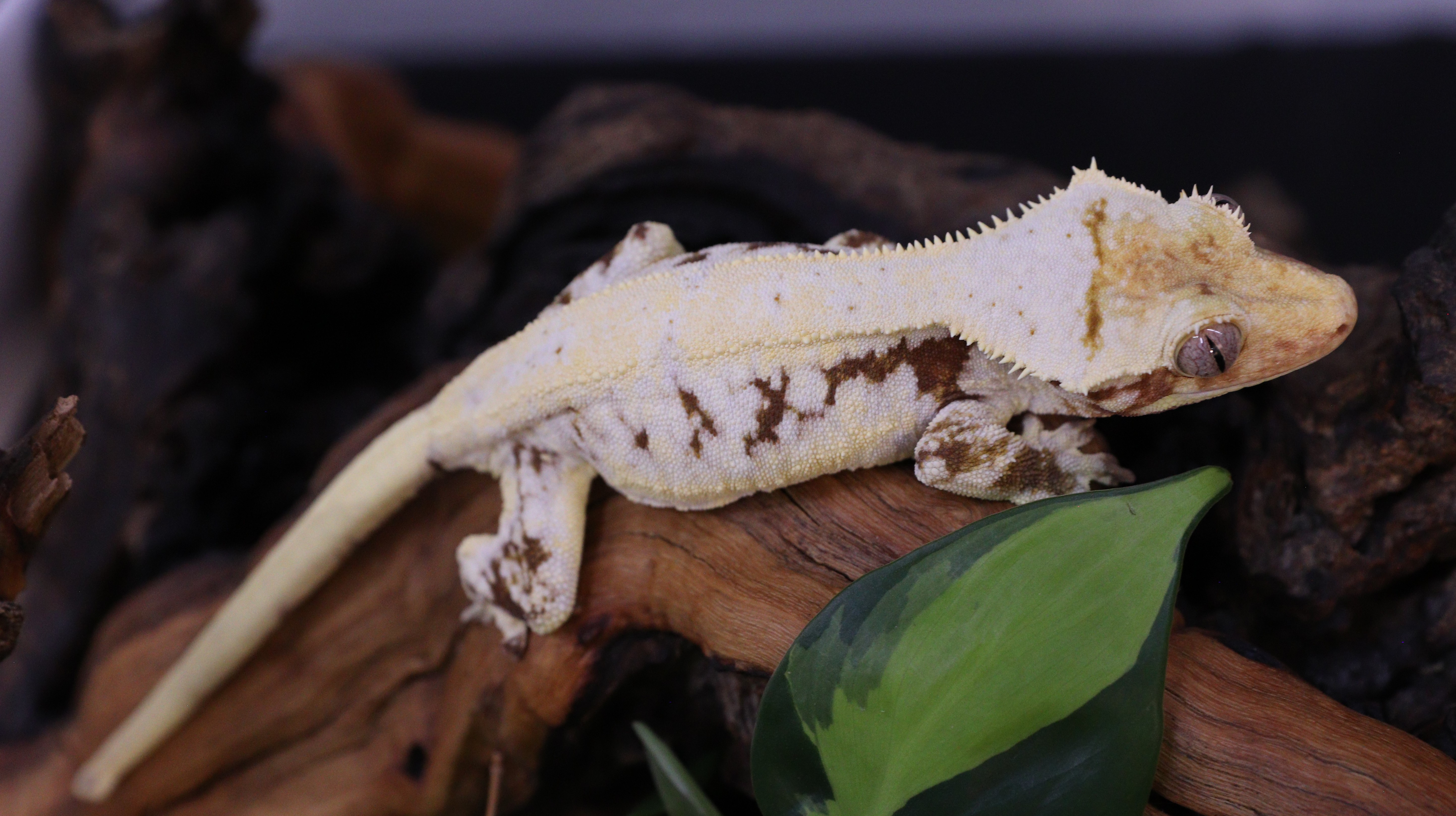 Burgundy — photo 6
