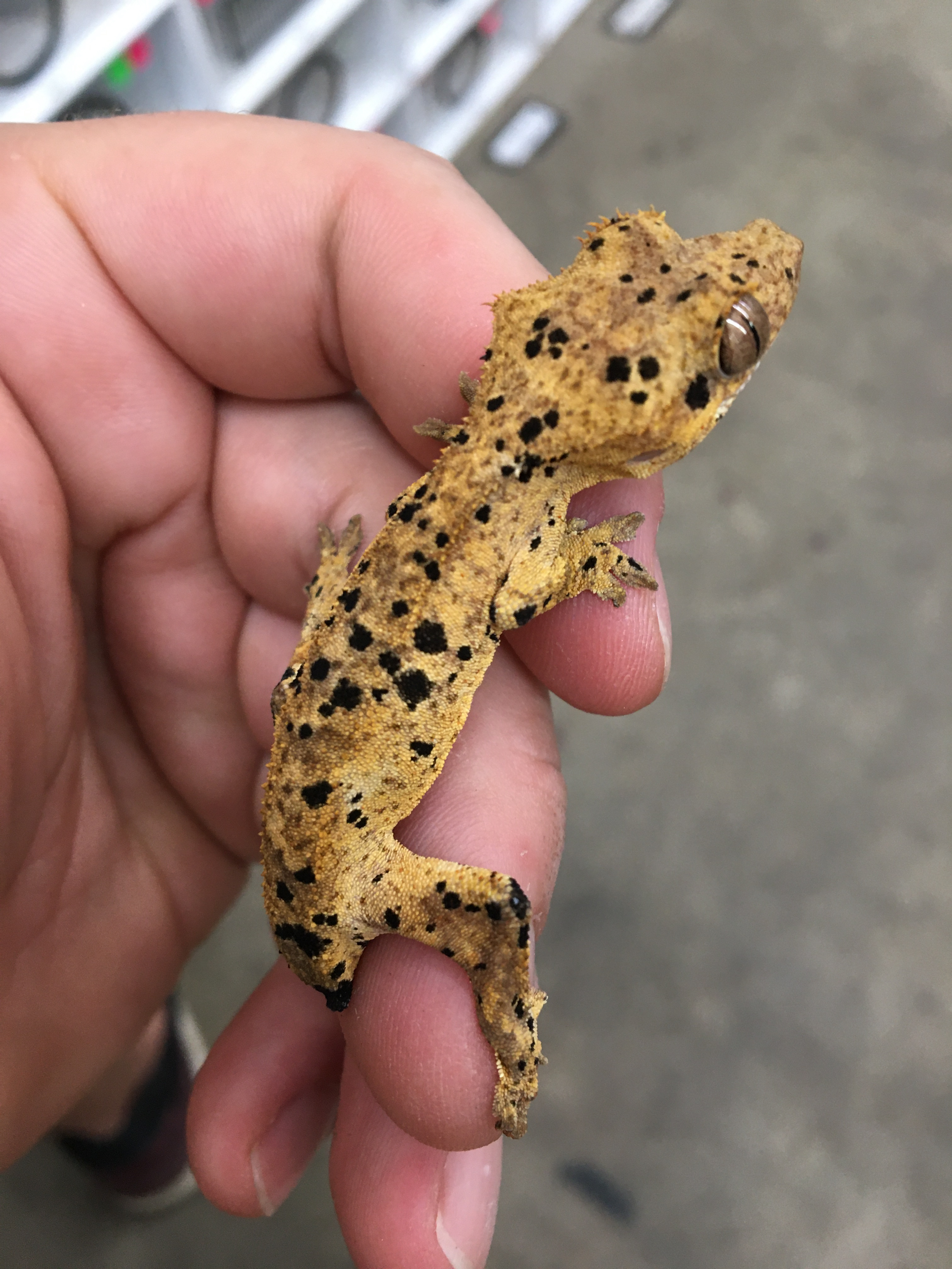 Incredible Dalmatian — photo 2
