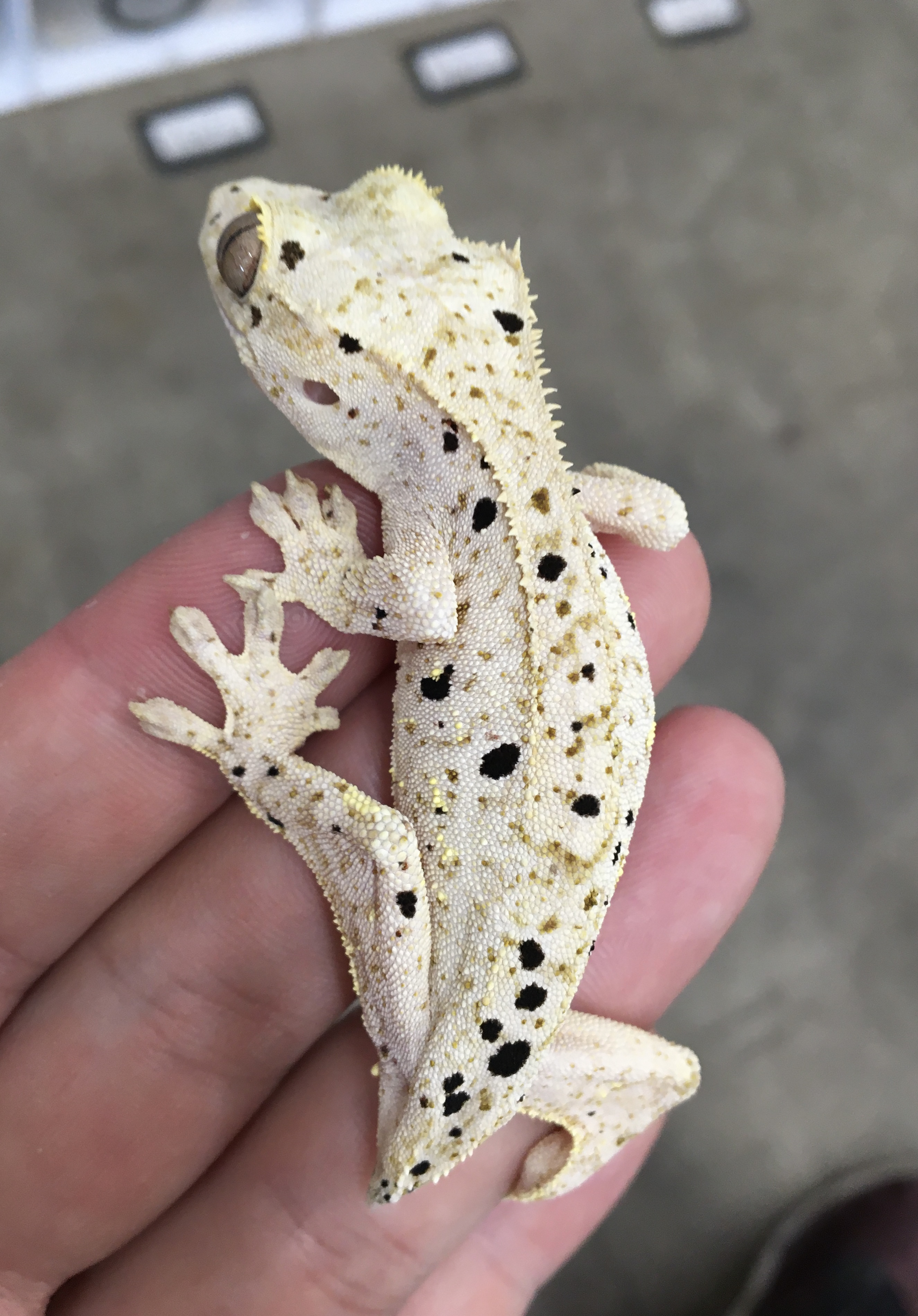 Pale base Dalmatian — photo 1