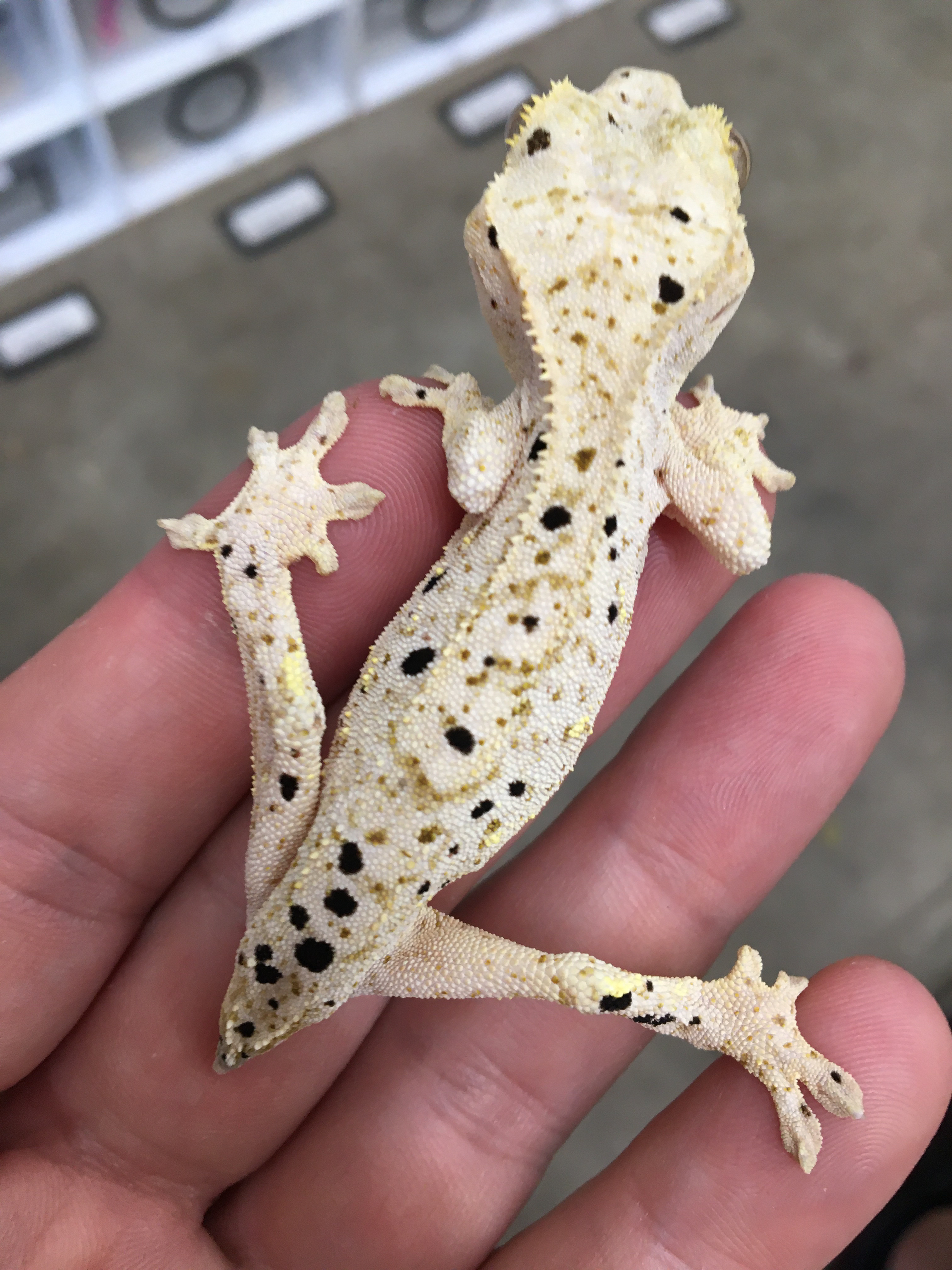 Pale base Dalmatian — photo 2
