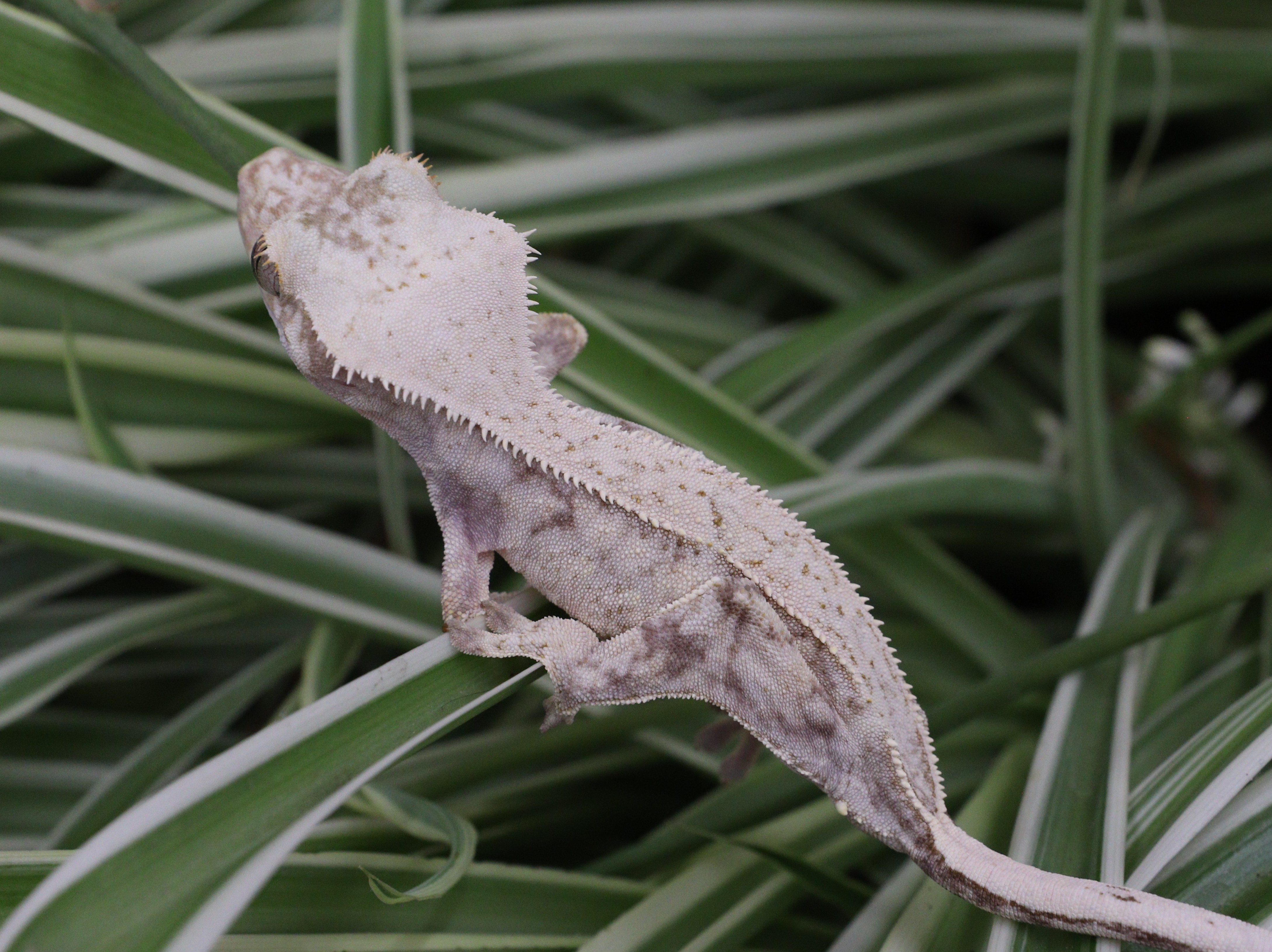 Casper — photo 3