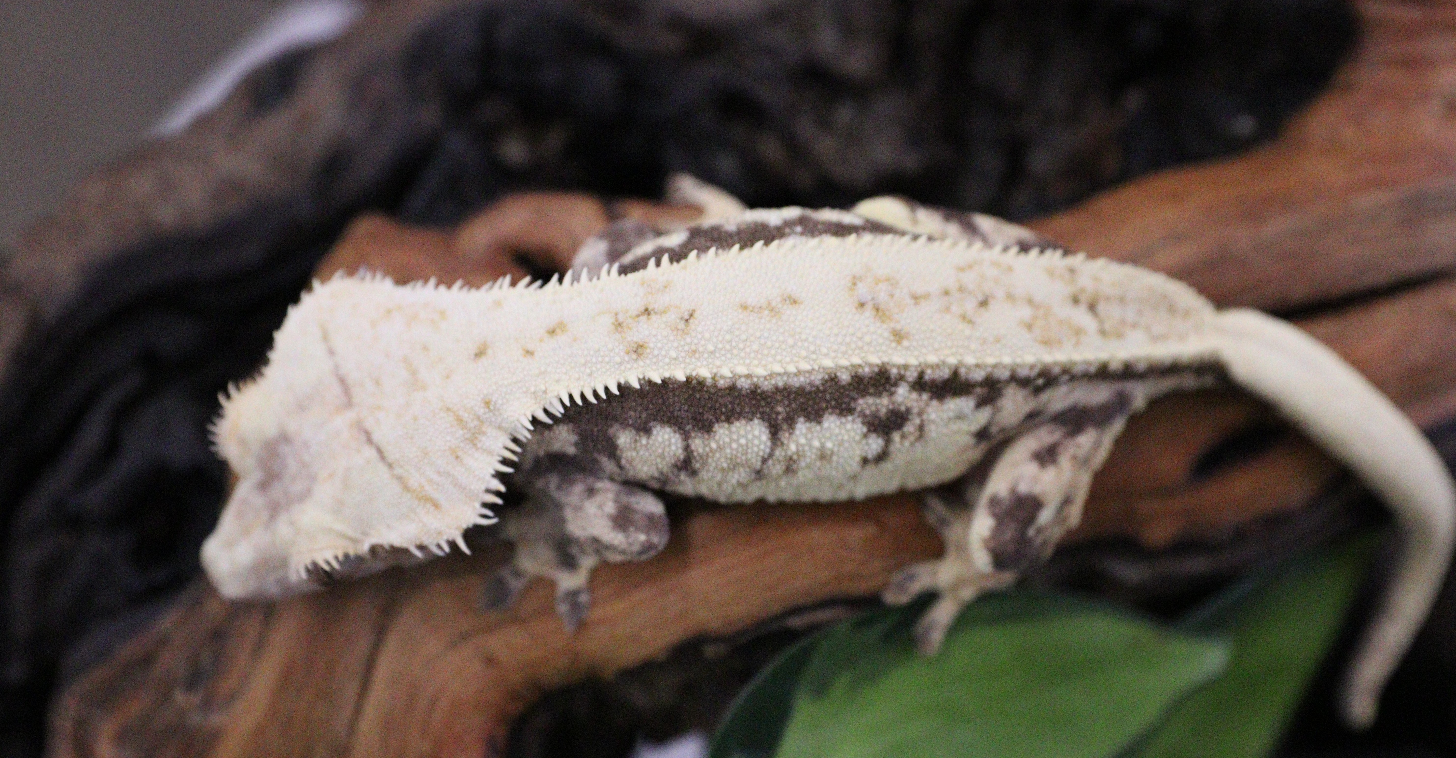 LAC Tricolor Female — photo 3