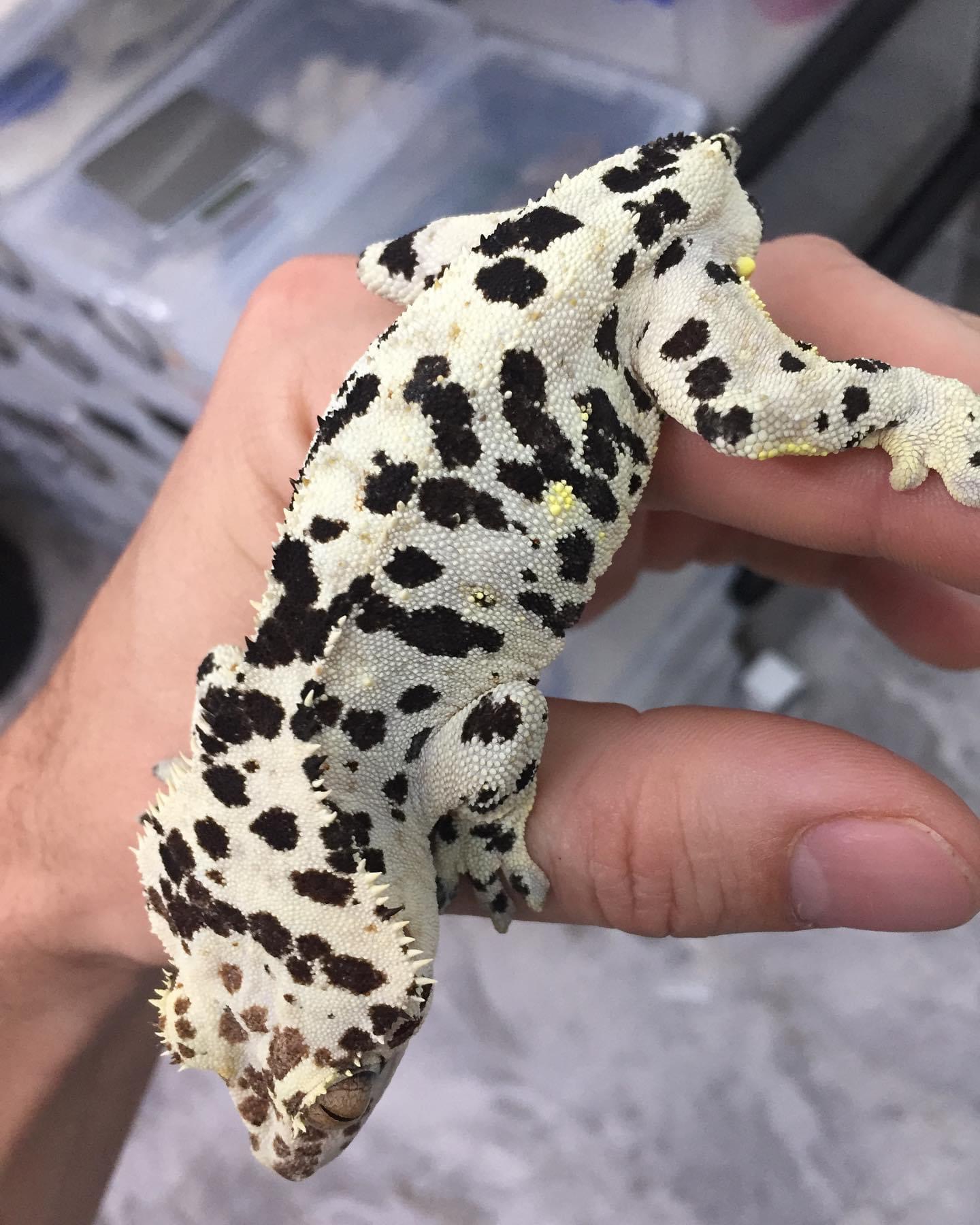 Pale Base Dalmatian - Bullseye line — photo 8