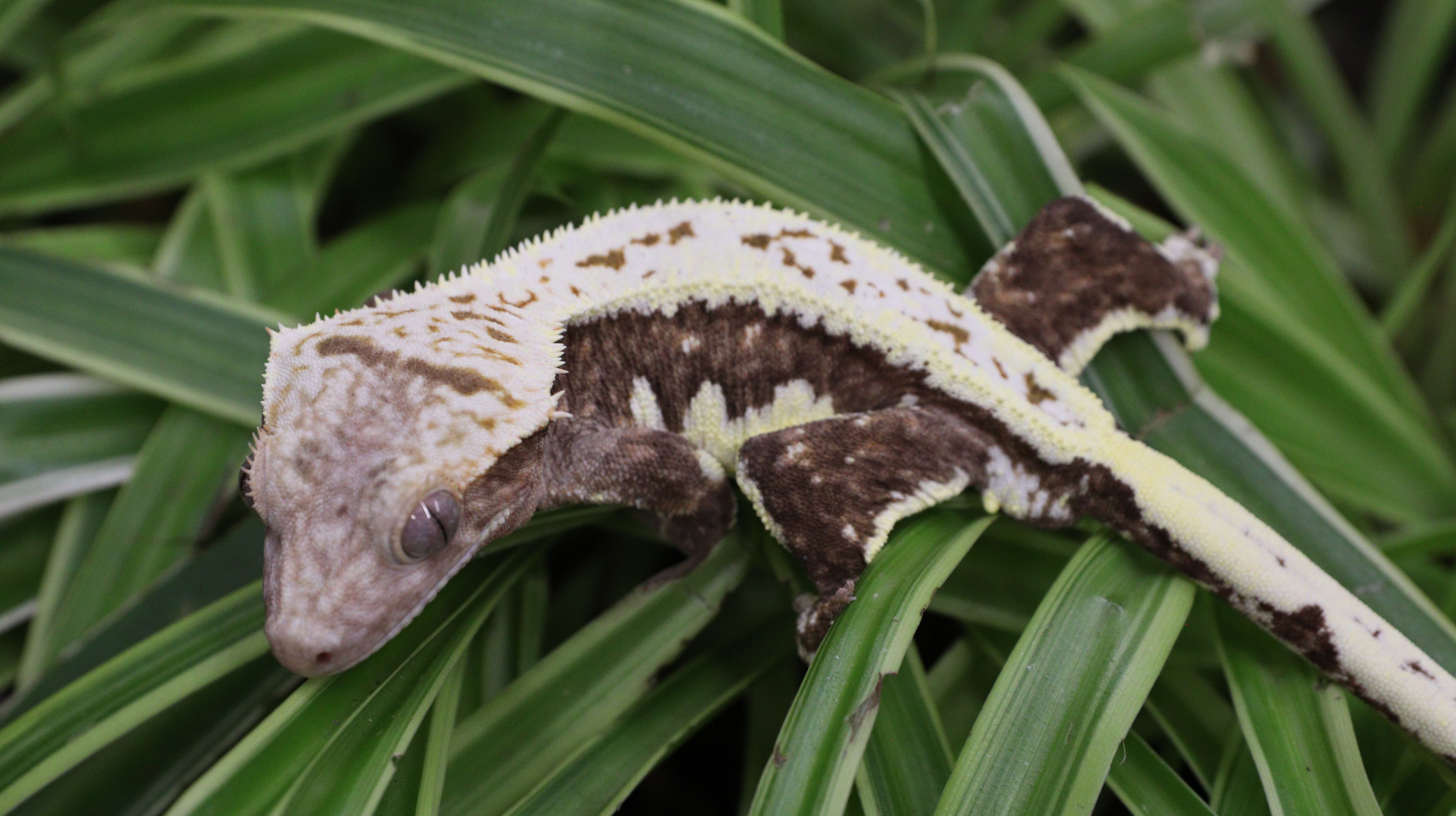 Lilly Het Charcoal Phantom — photo 4