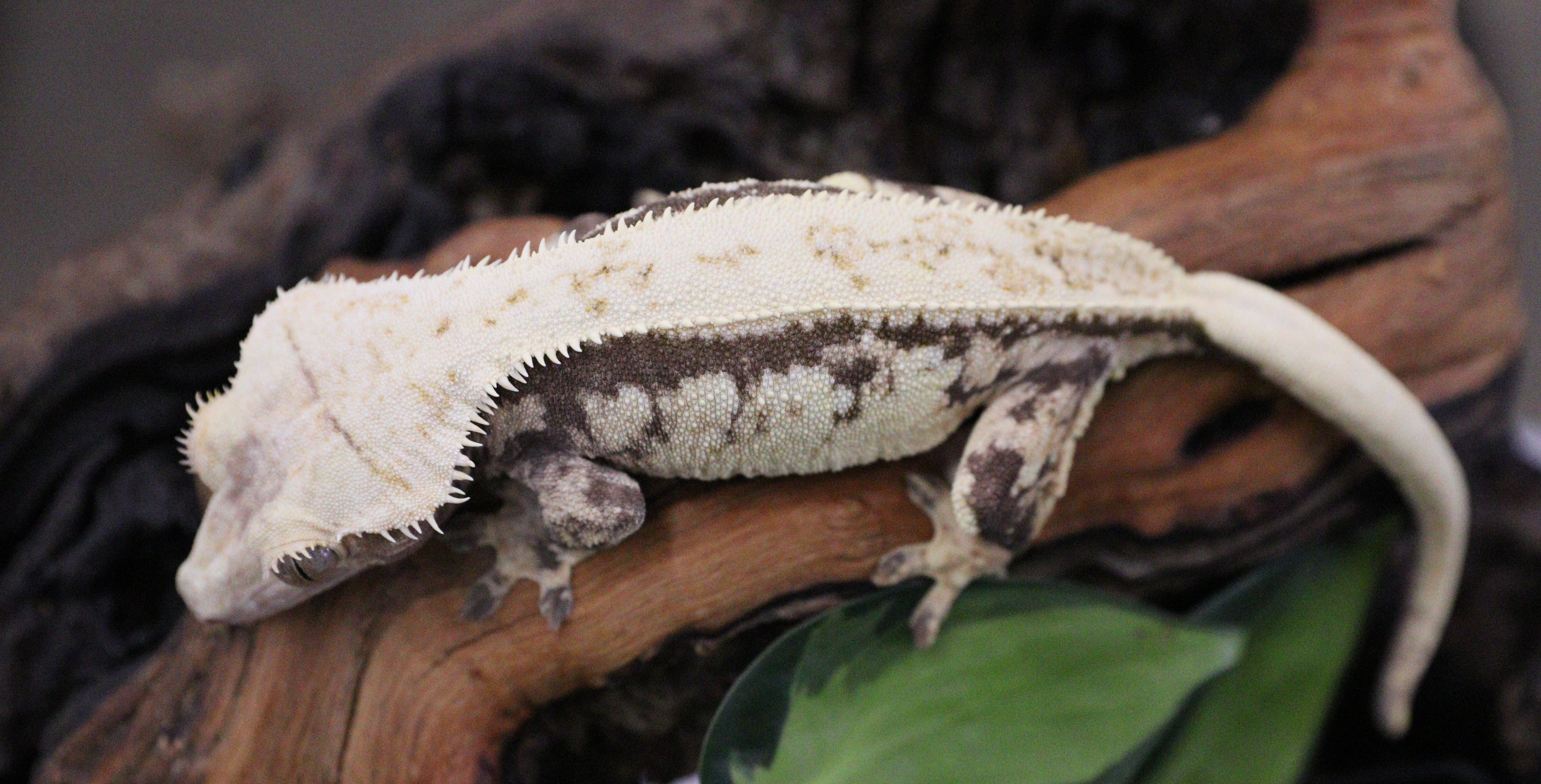 LAC Tricolor Female — photo 1