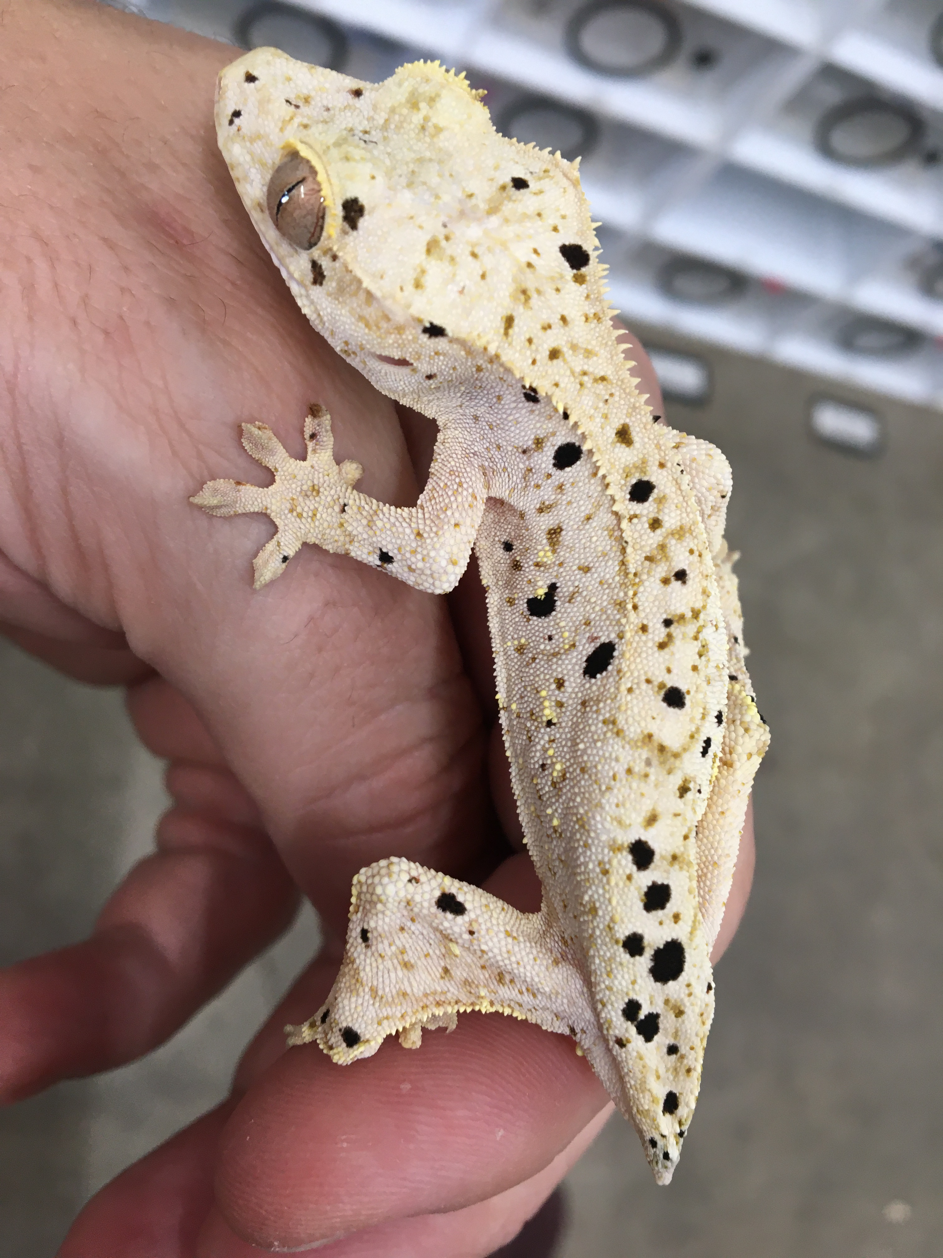 Pale base Dalmatian — photo 3