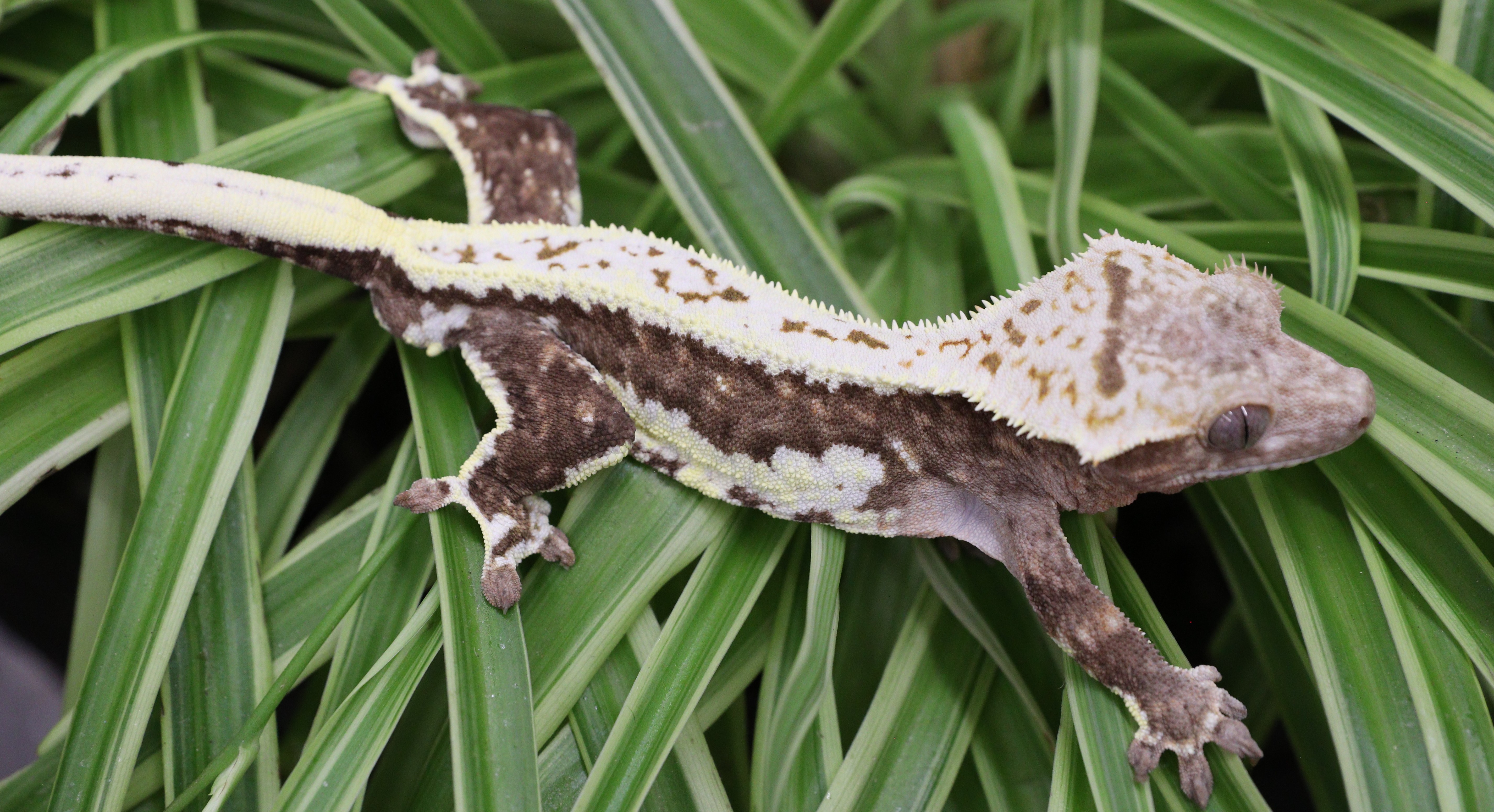 Lilly Het Charcoal Phantom — photo 9