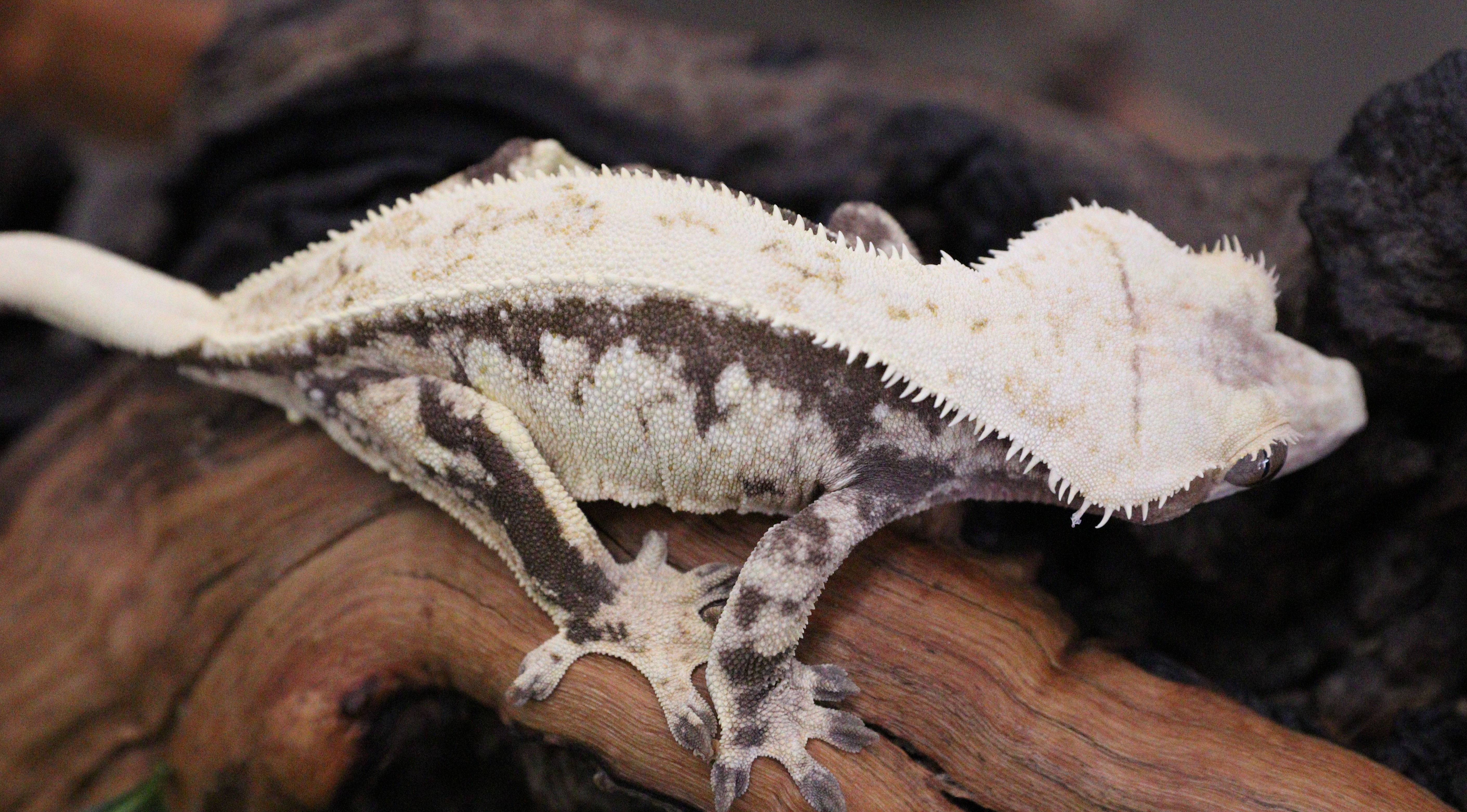 LAC Tricolor Female — photo 2