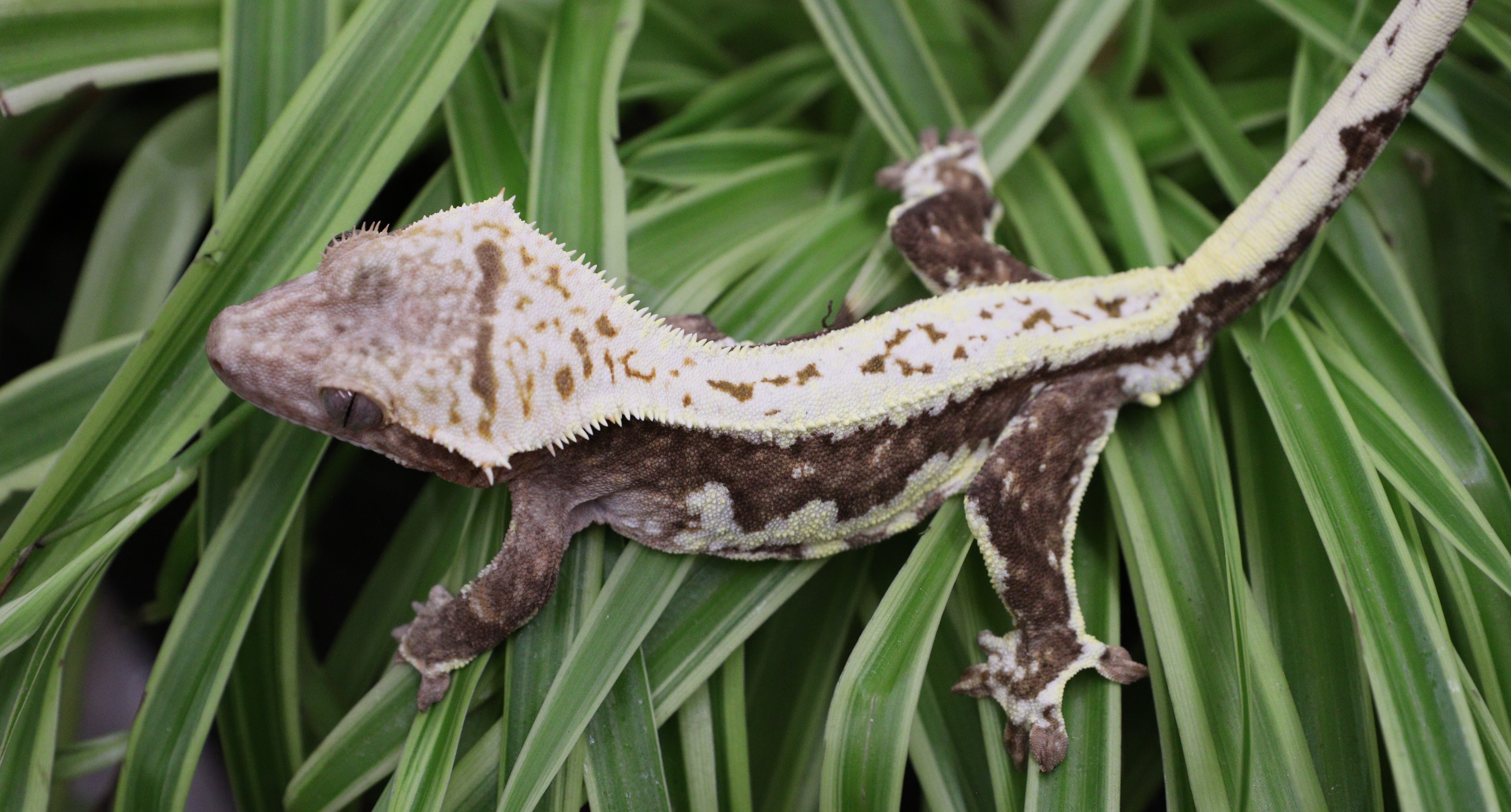 Lilly Het Charcoal Phantom — photo 8