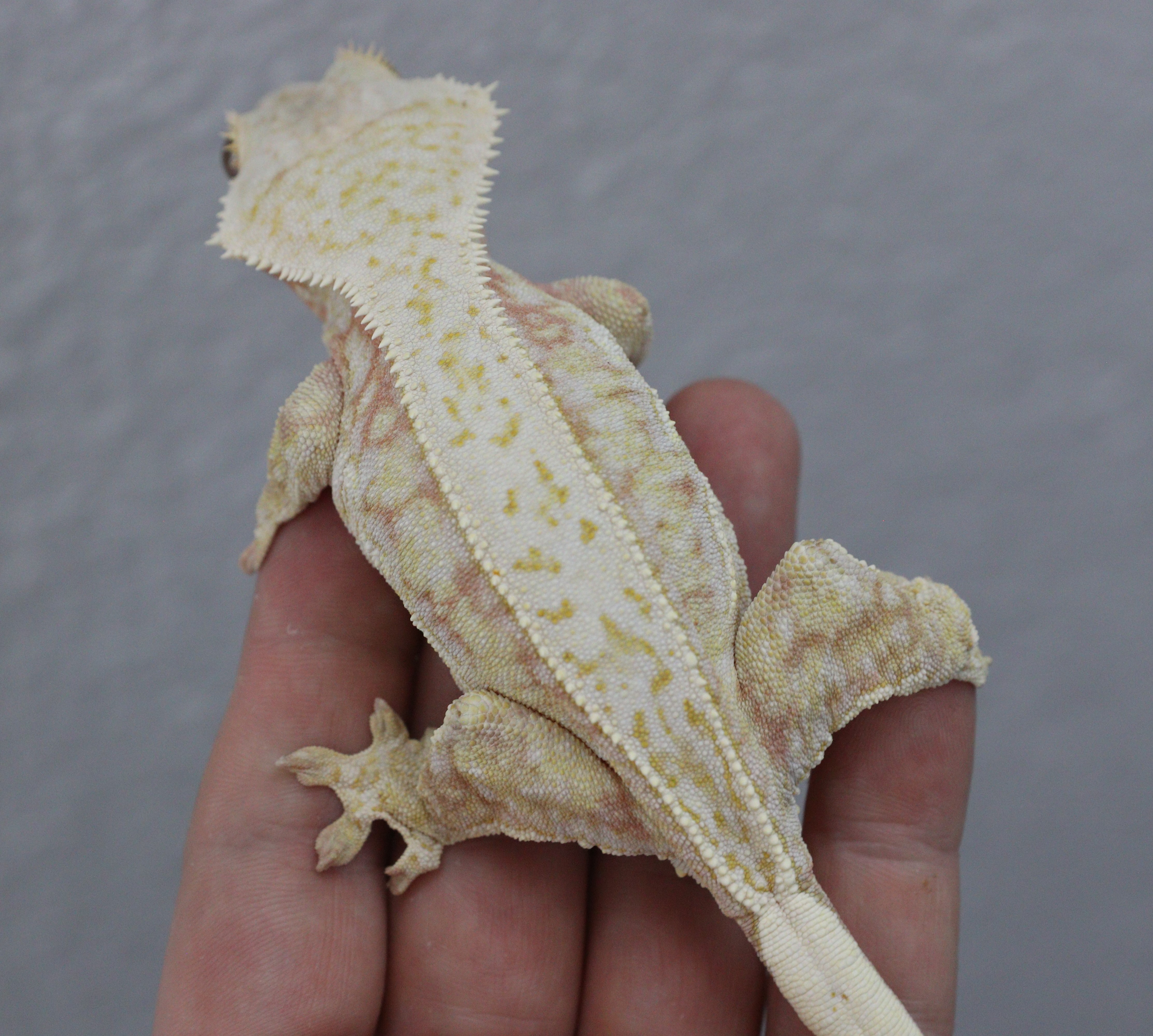 Xena x Khan - Shatter Pinstripe — photo 6