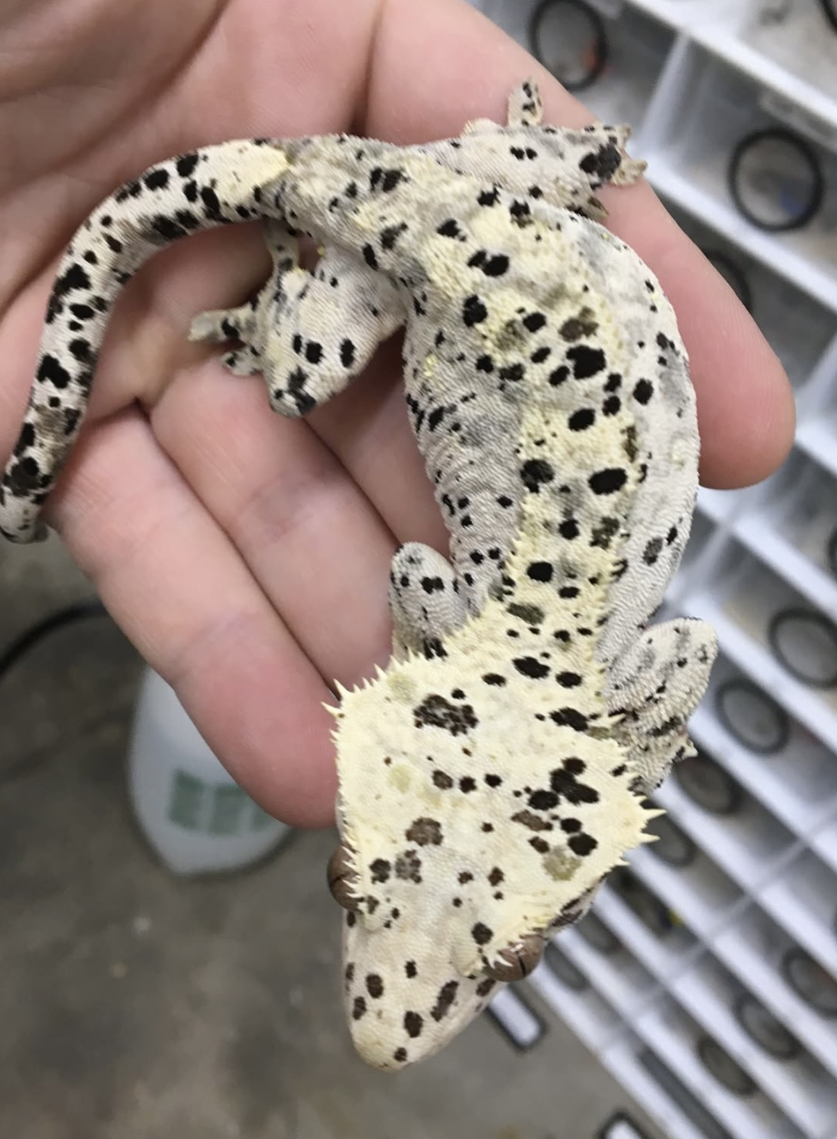 Cheetah x Bullseye Jr — photo 3