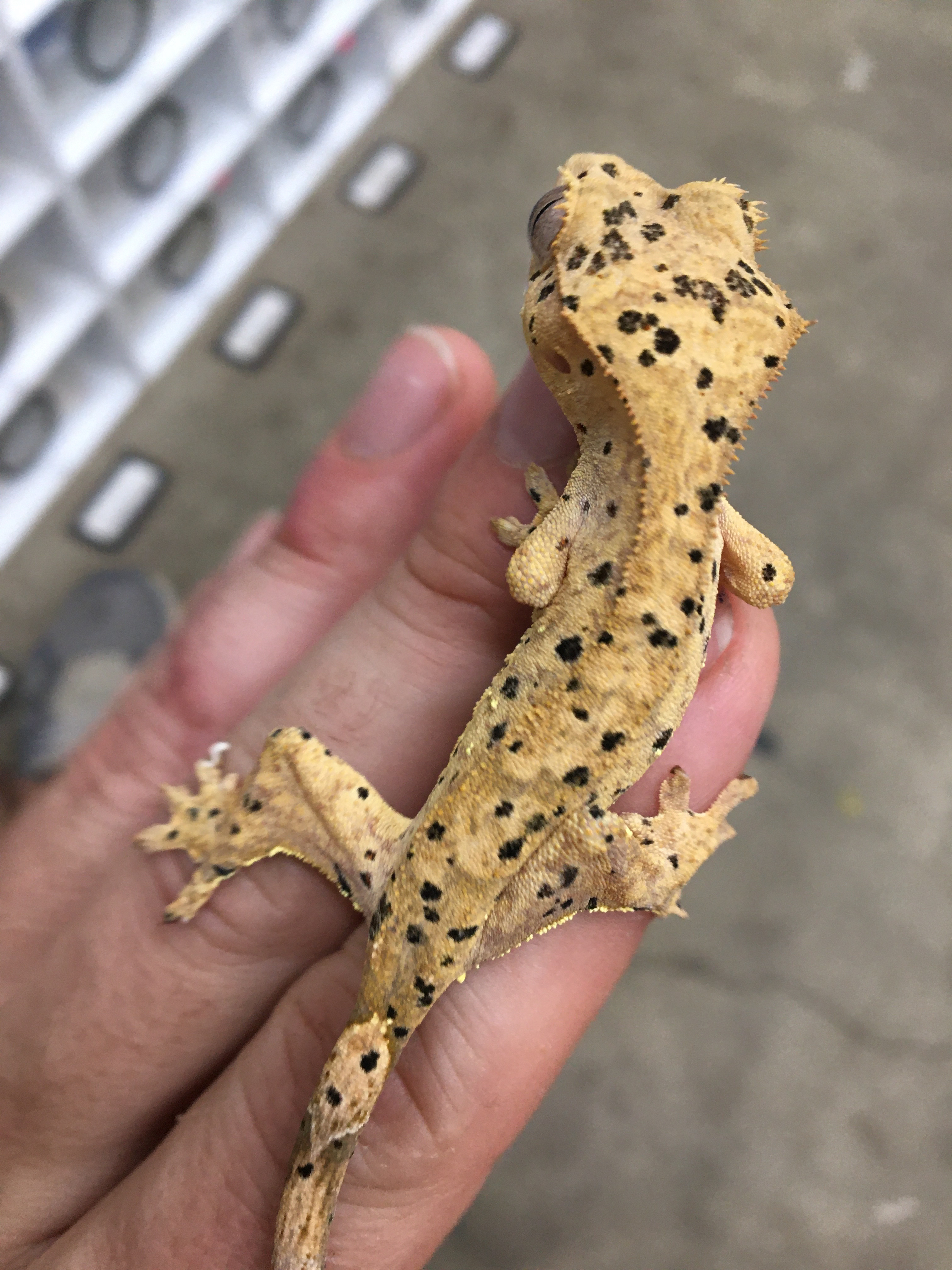 Jackpot x Dorito — photo 5