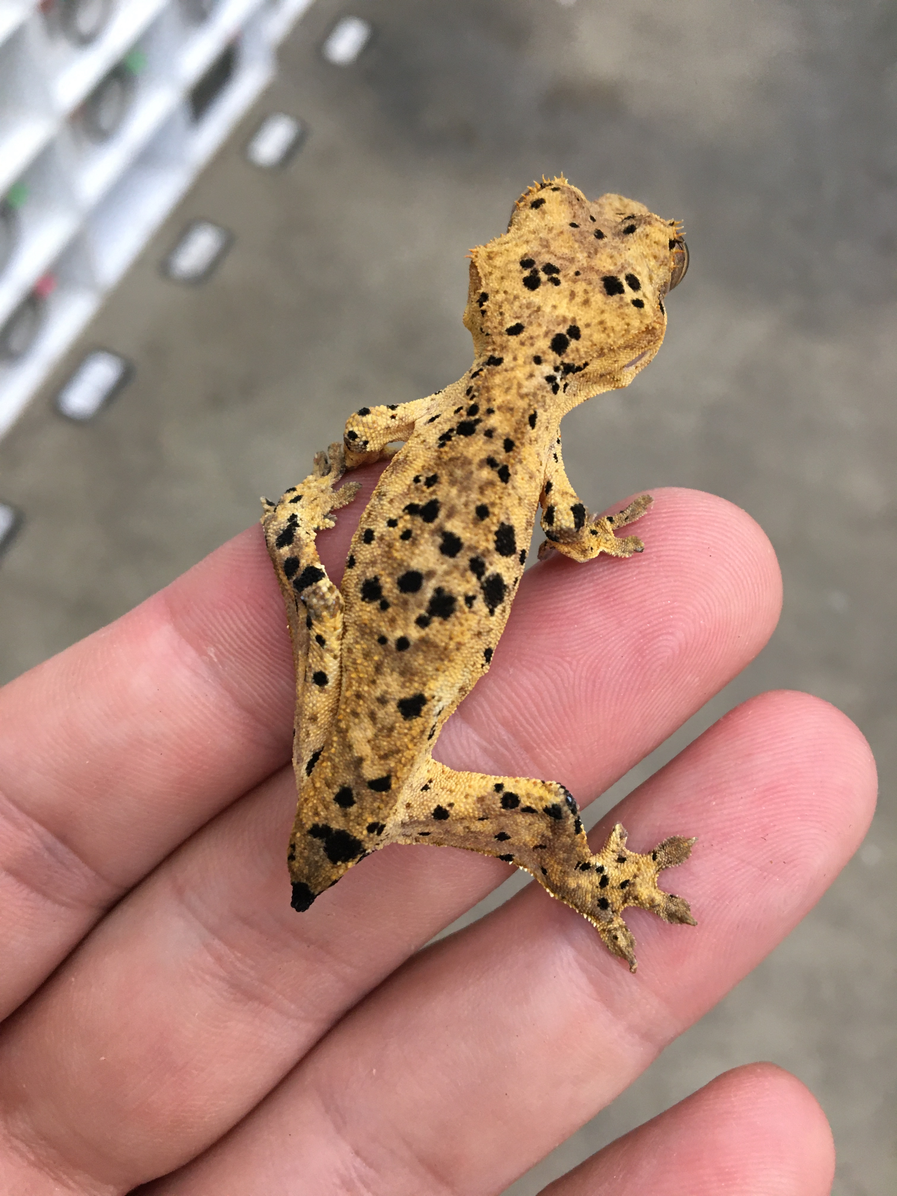 Incredible Dalmatian — photo 4