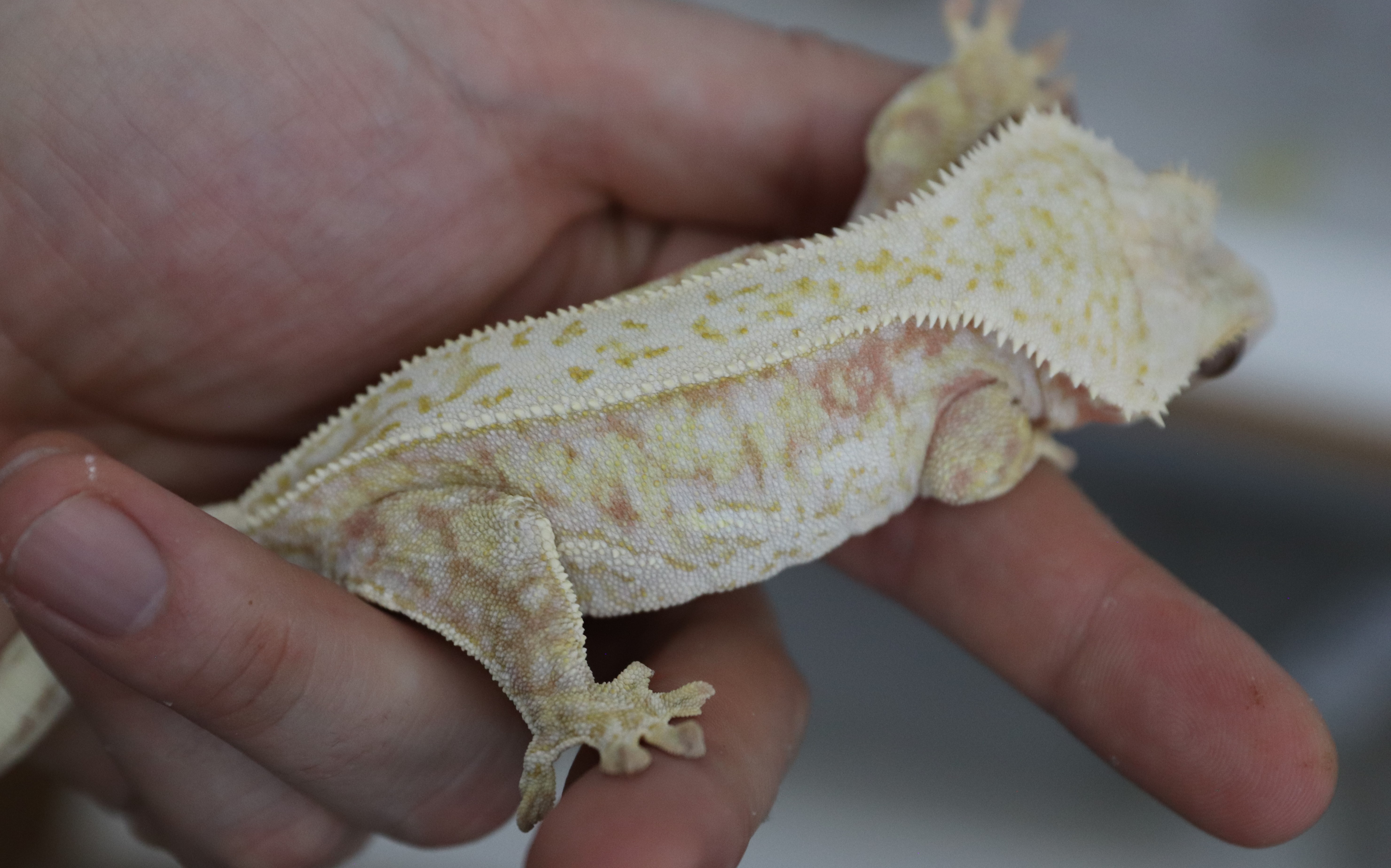 Xena x Khan - Shatter Pinstripe — photo 15