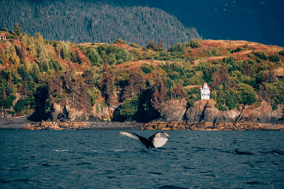 Halibut Cove Rentals
