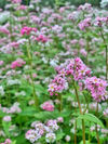 Buckwheat flowers