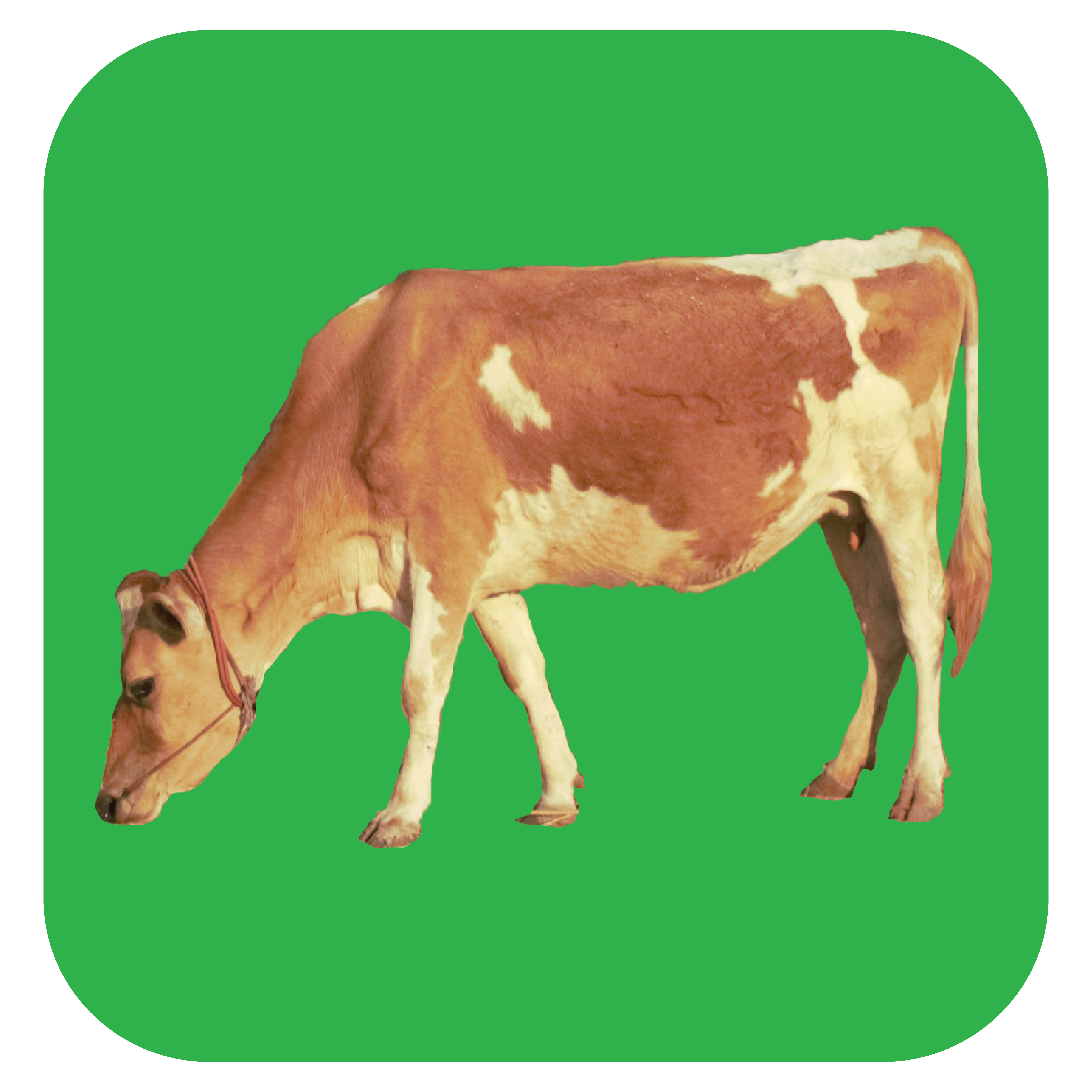 Cow Milk