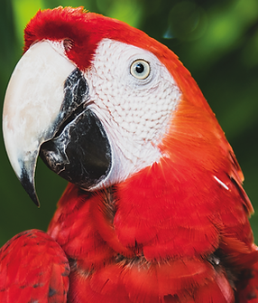 Mesa de trabajo 1.png