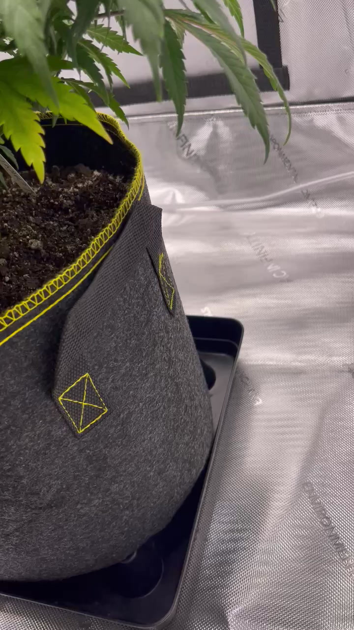 Wondering could this be nitrogen deficiency or nute burn?? I added nutes for the first time. Used big grow by FF and only used 1/3 dose. content media