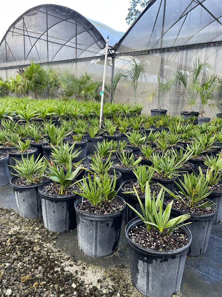 Thumbnail: Saw Palmetto (Serenoa Repens)