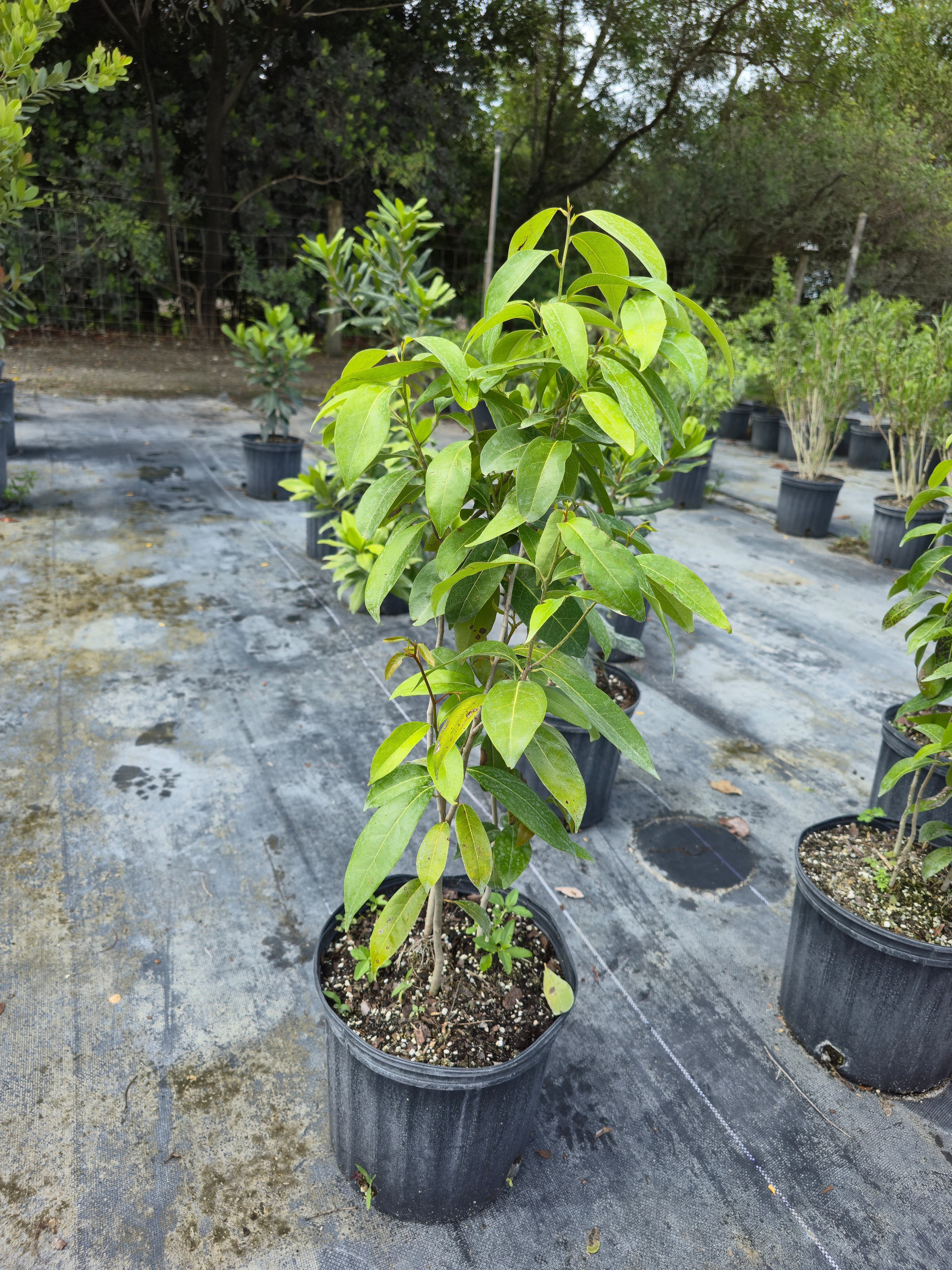 Lance Wood (Ocotea Coriacea)