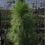 Thumbnail: Slash Pines (Pinus Elliottii)