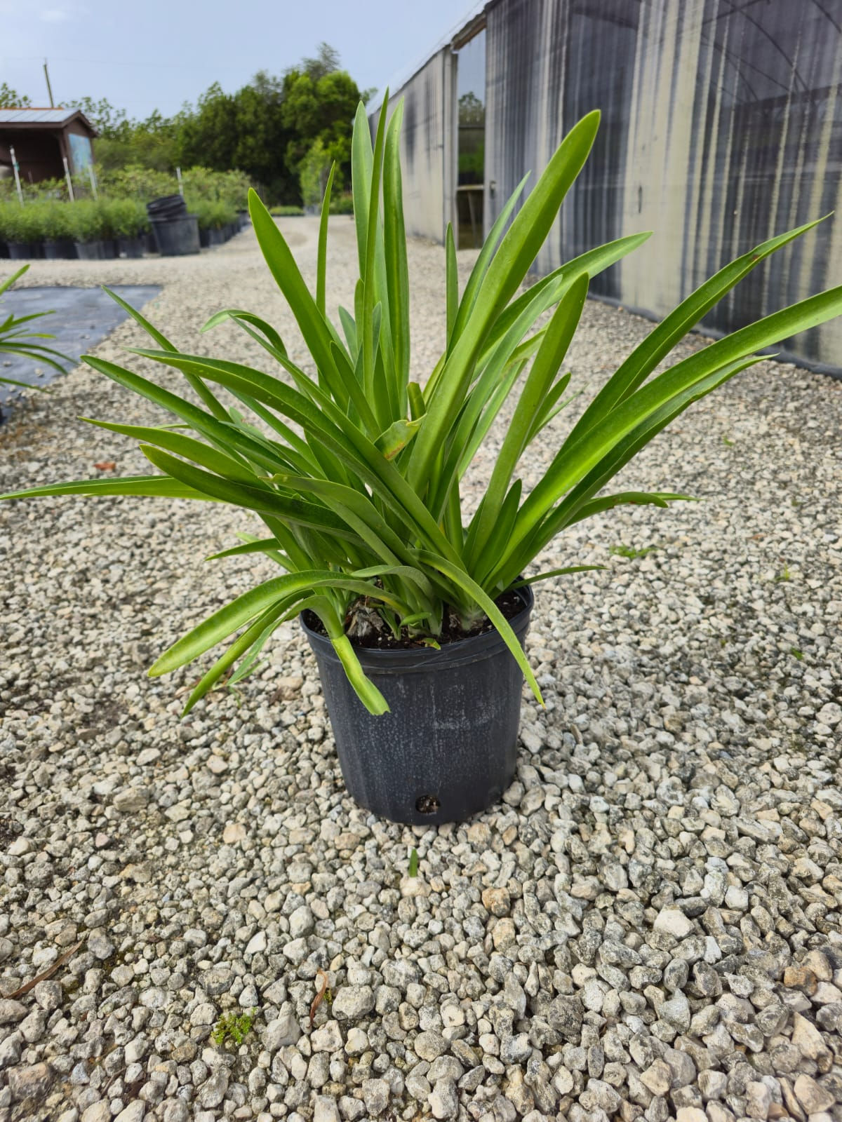 Spider Lily (Hymenocallis latifolia)