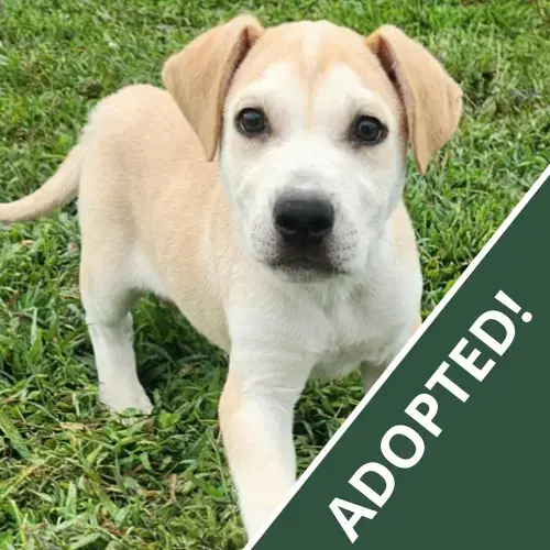 Armand-Adopted.webp