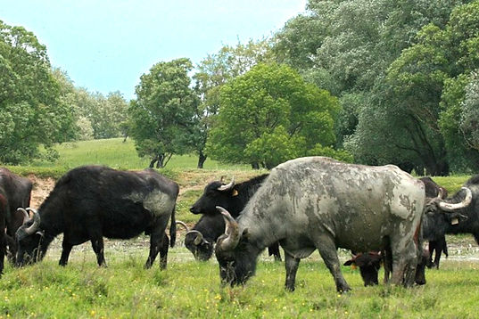 Bueffelreservat Kapolnapuszta